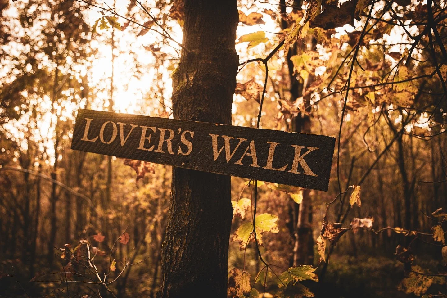 A beautiful day out @dreamery.gardens #autmn #woodlandphotography #forestphotography #photoftheday #somethingabitdifferent