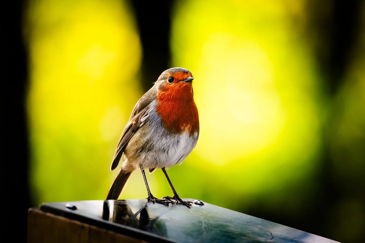 I'm on a mission to find the perfect robin pic this Christmas - wish me luck #wildlife #wildlifephotography #birdphoto #robin #robinsofinstagram