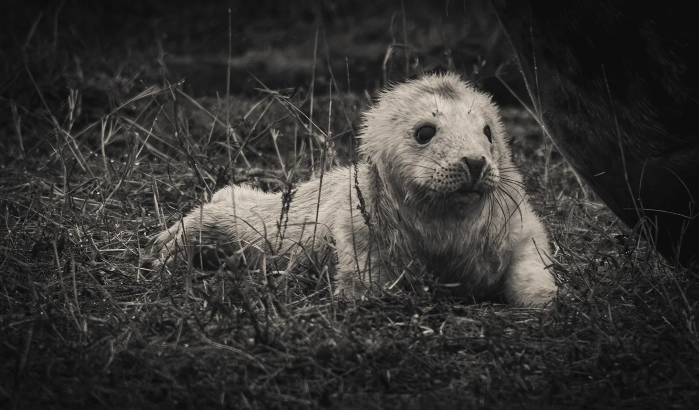 Life gets busy but don't forget to take time for the things that bring you joy keeping up with Christmas traditions @donna.nook.seals #donnanook and nice to run into a fellow photographer @garymainphotographer was good chatting #seal #wildlife #wildl