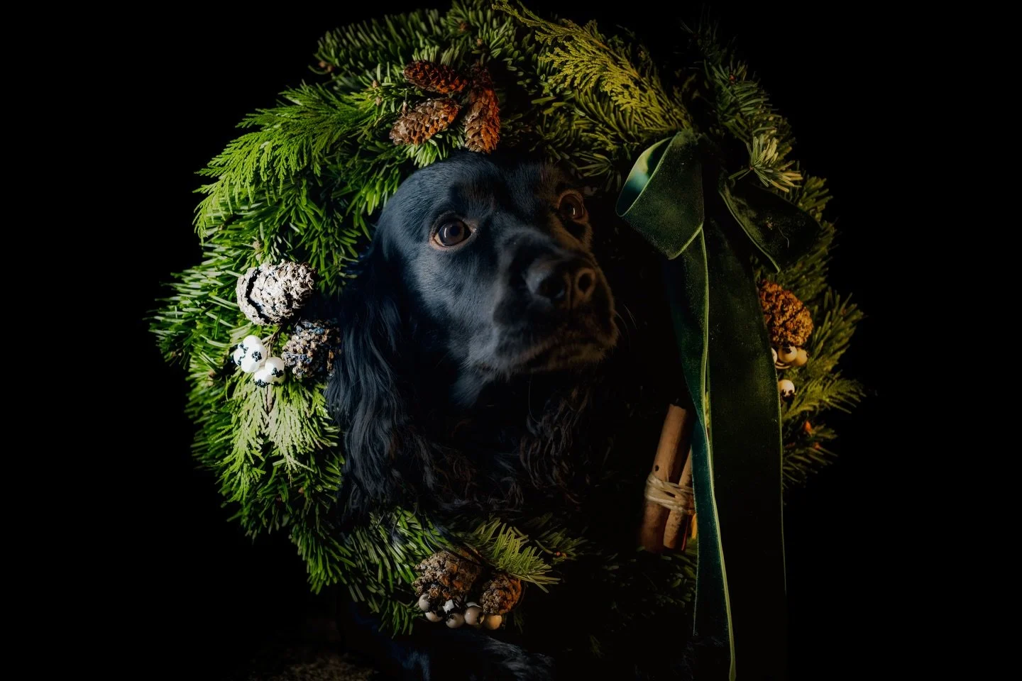 Feeling the Christmas magic in this dog portrait#petportrait #petportraits #yorkshirephotographer #dogsofinstagram #dog