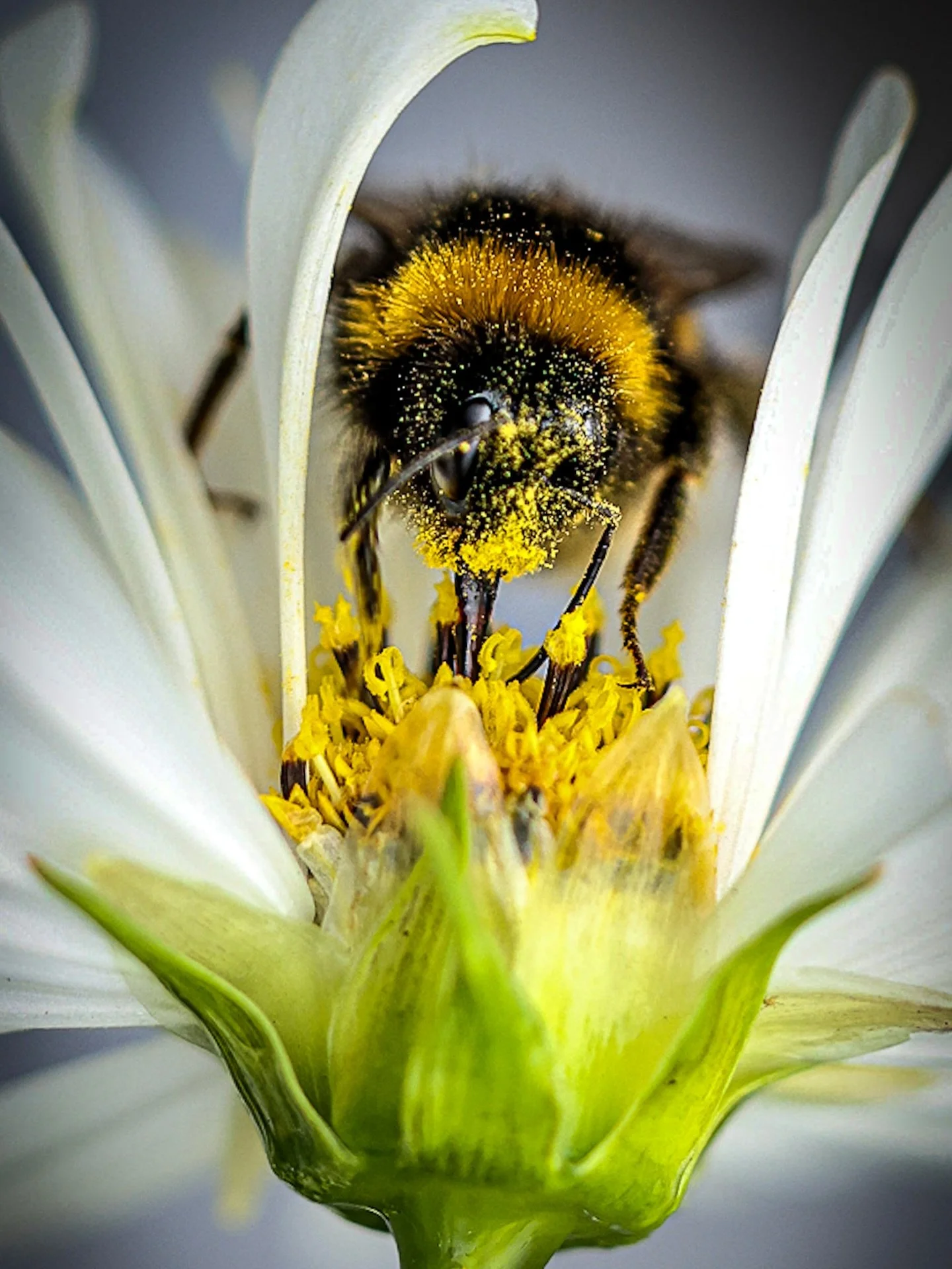 A photo I finally shared this year from my backlog  life&rsquo;s crazy and gets in the way of posting sometimes #macrophoto #bee #yorkshirephotographer #wildlife #nature