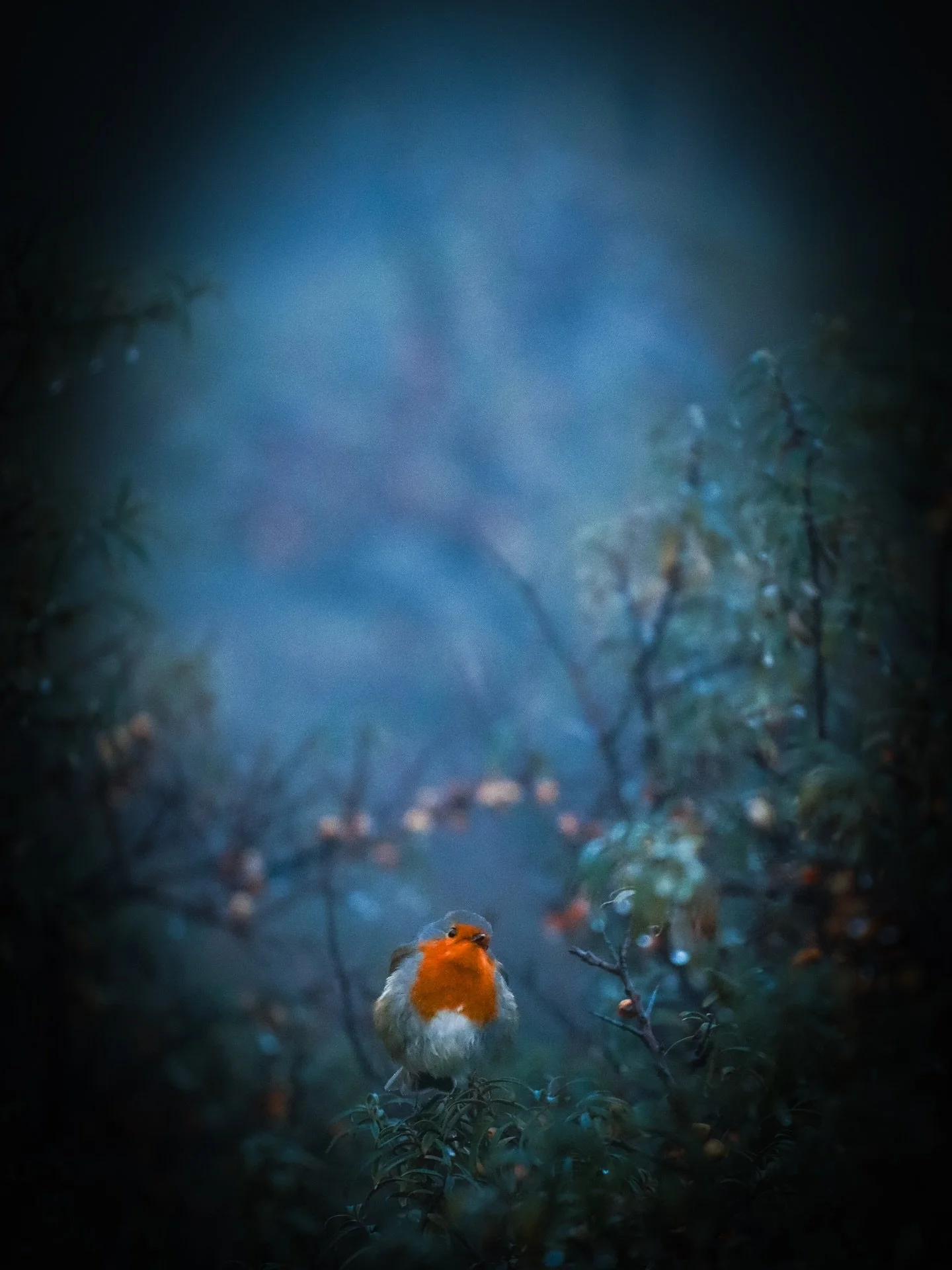 Merry Christmas everyone have a lovely day here is something that always reminds me of Christmas time #robin #birdphotography #robinredbreast #yorkshirephotographer #christmasphotography