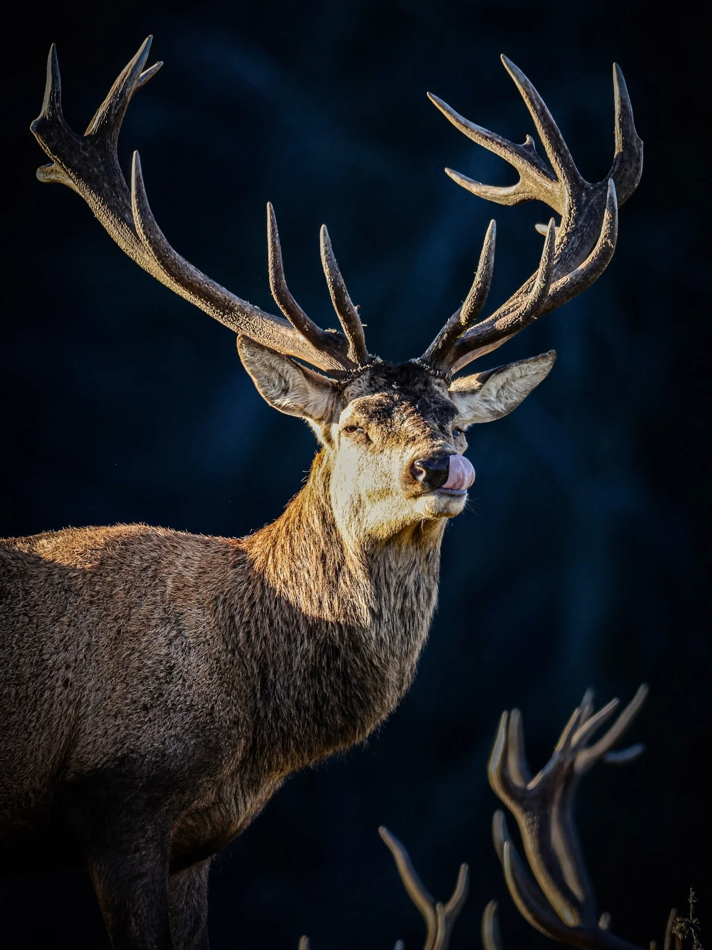 One of my favourite places to visit and a funny shot to lighten the day #wildlife #wildlifephotography #yorkshirephotographer #fountainsabbey #nationaltrust