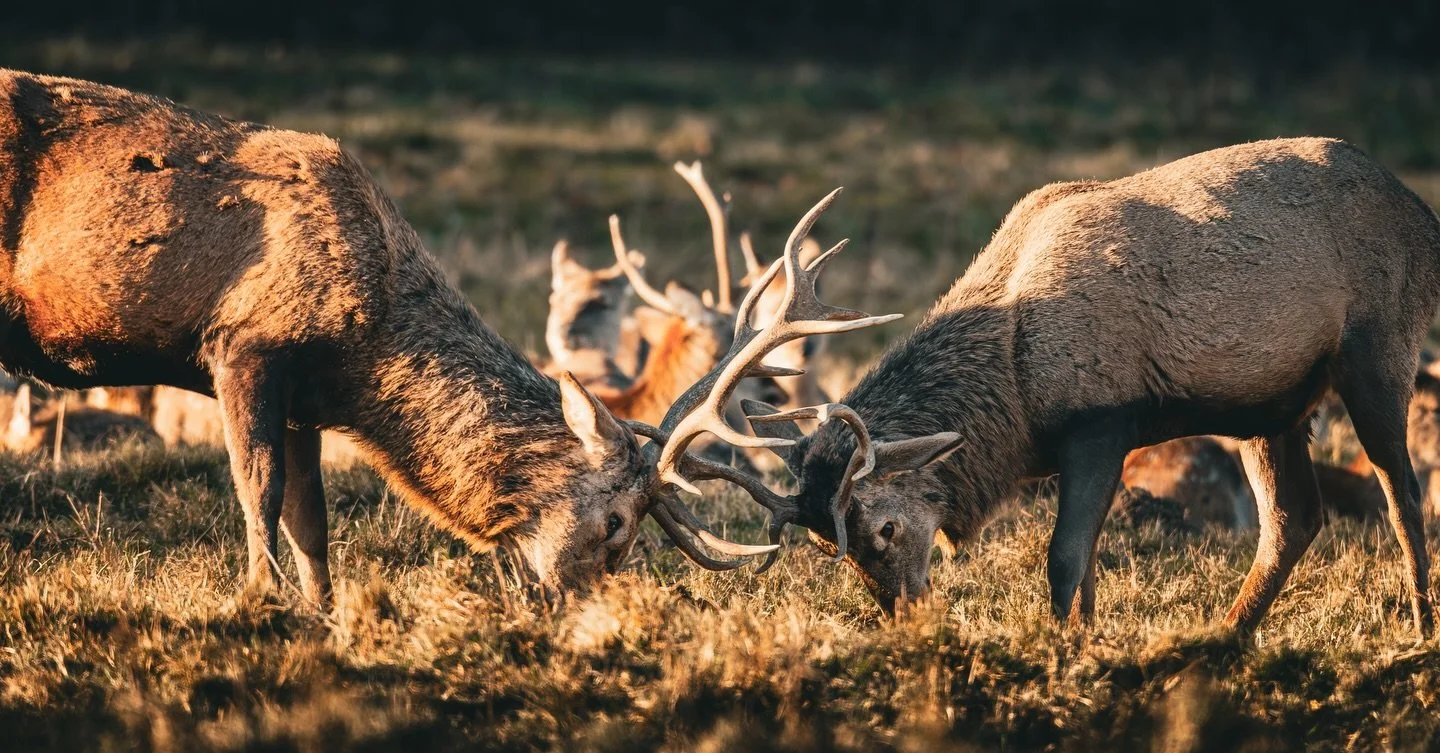 Stand your ground 
#wildlifephotography #fountainsabbey #nationaltrust #yorkshirephotographer