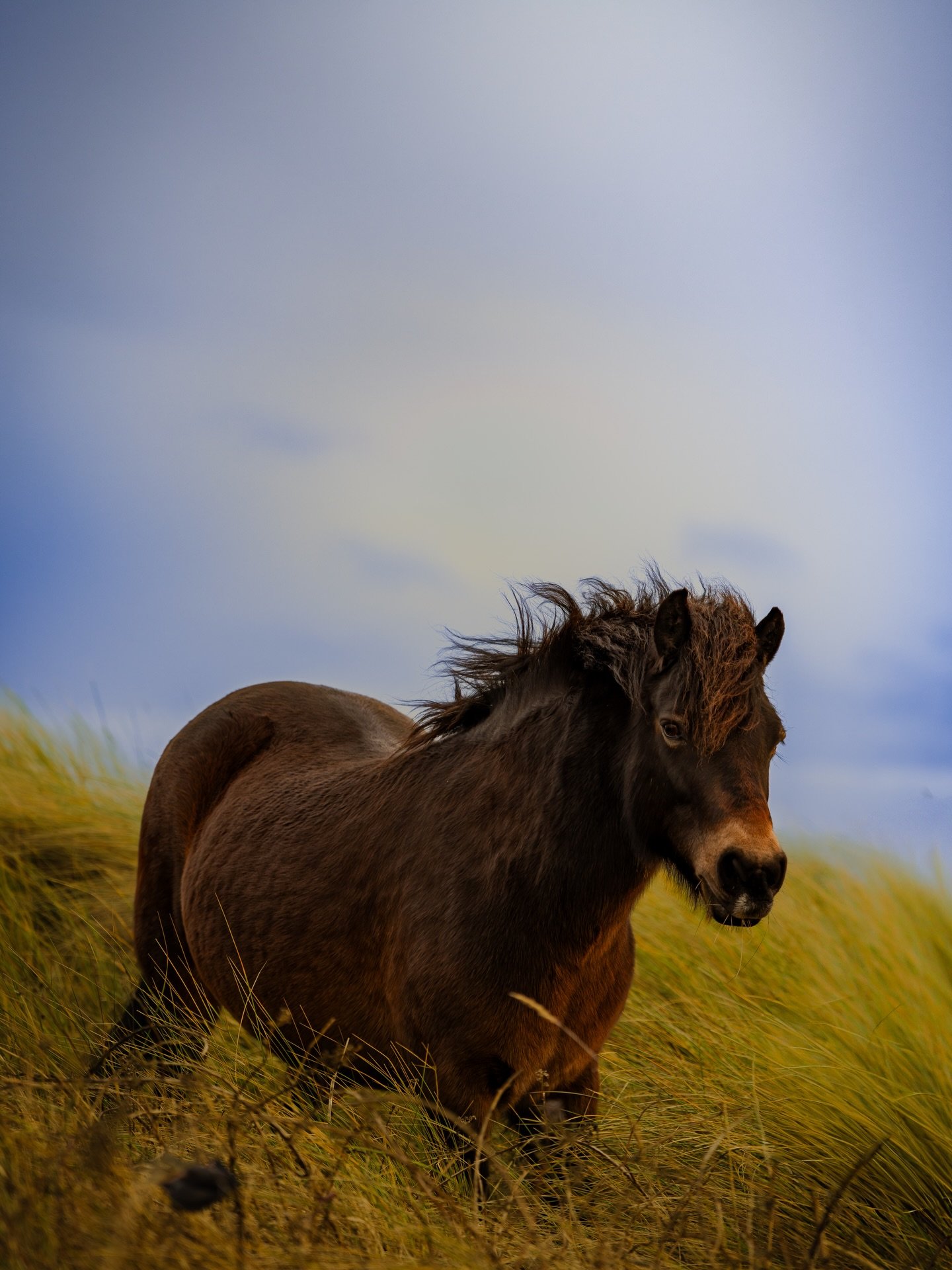A costal dream 
#horse #horsephotography #yorkshirephotographer #travelphotography