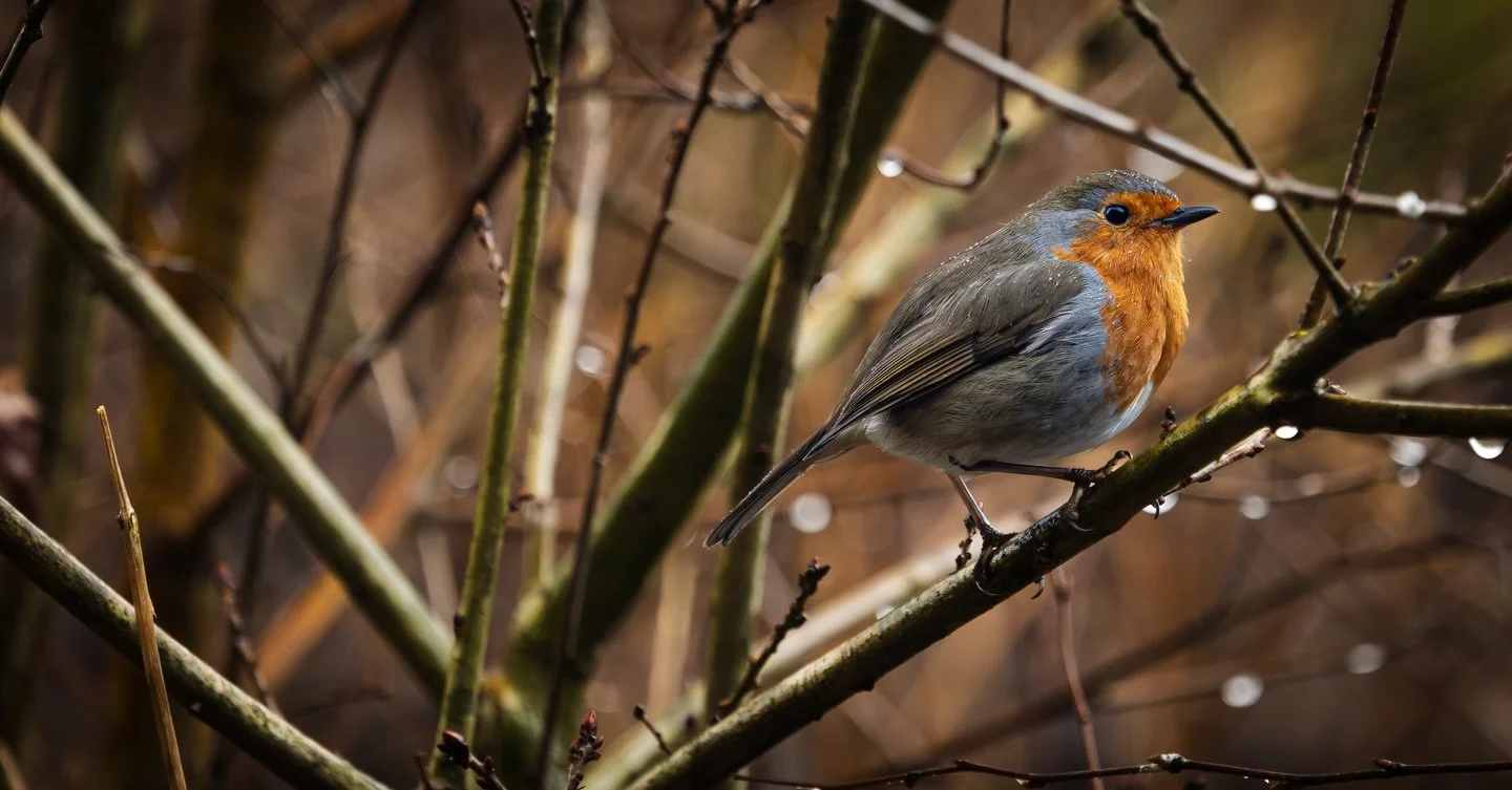 Bit late for Christmas but finally found a robin 😅 #robin #wildlife #wildlifephotography #birdphotography