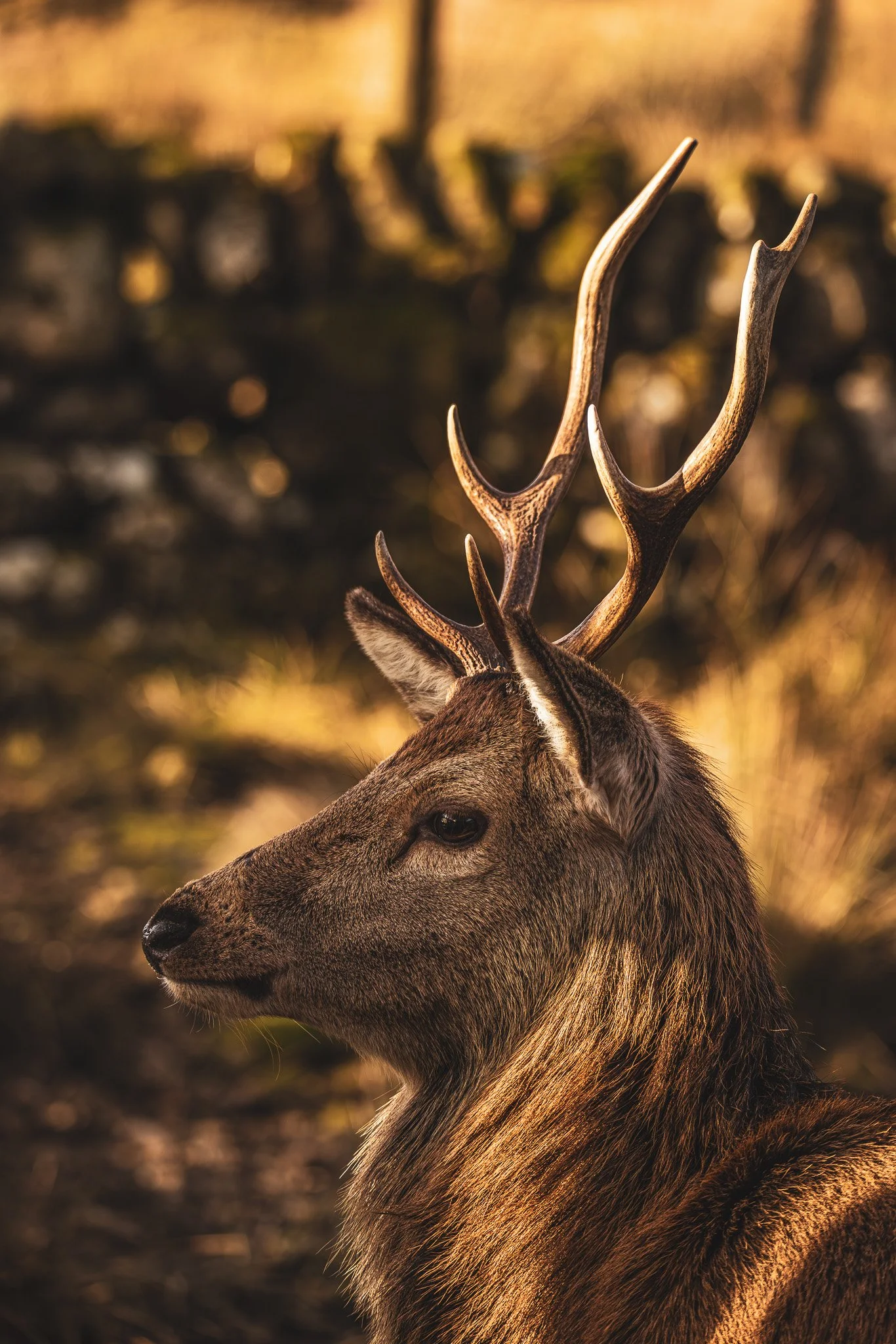 A close-up of a stag with antlers outdoors at sunset.