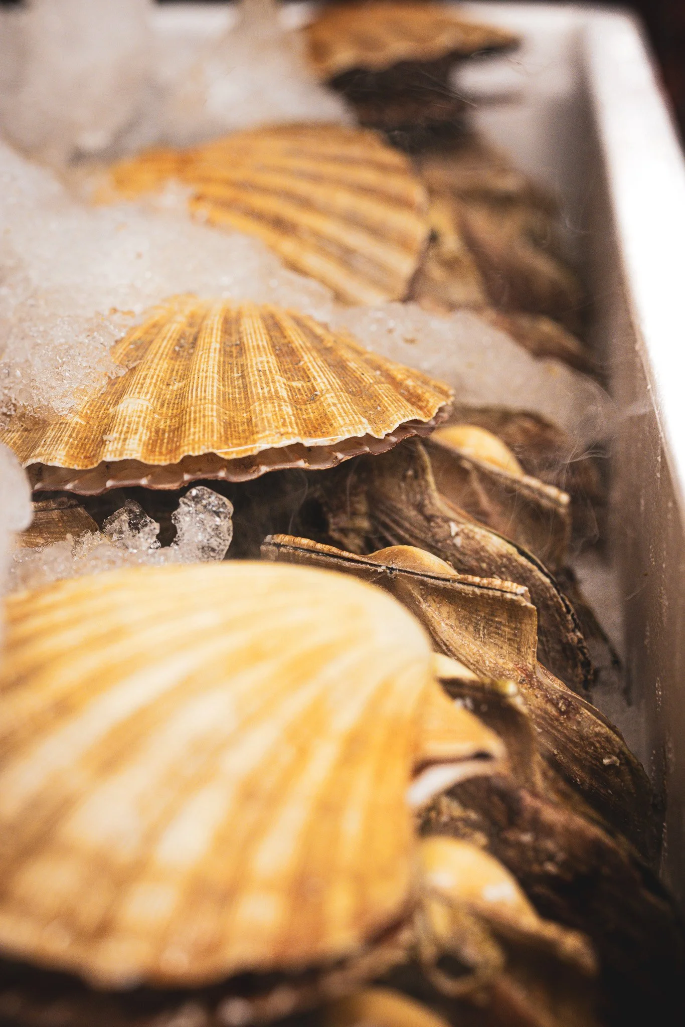 Close-up of assorted seashells sitting on ice in a tray.