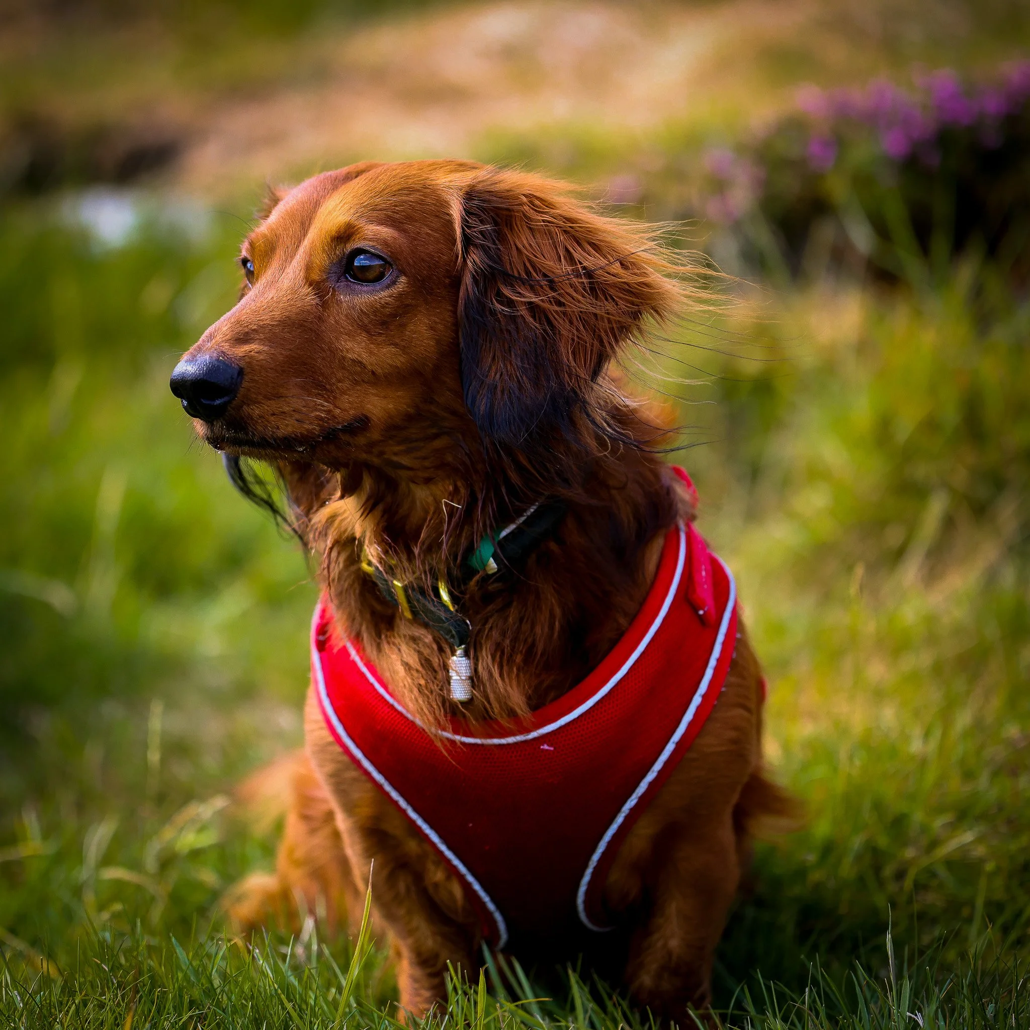 A brown dachshund wearing a red harness sitting on grass with a blurred nature background.