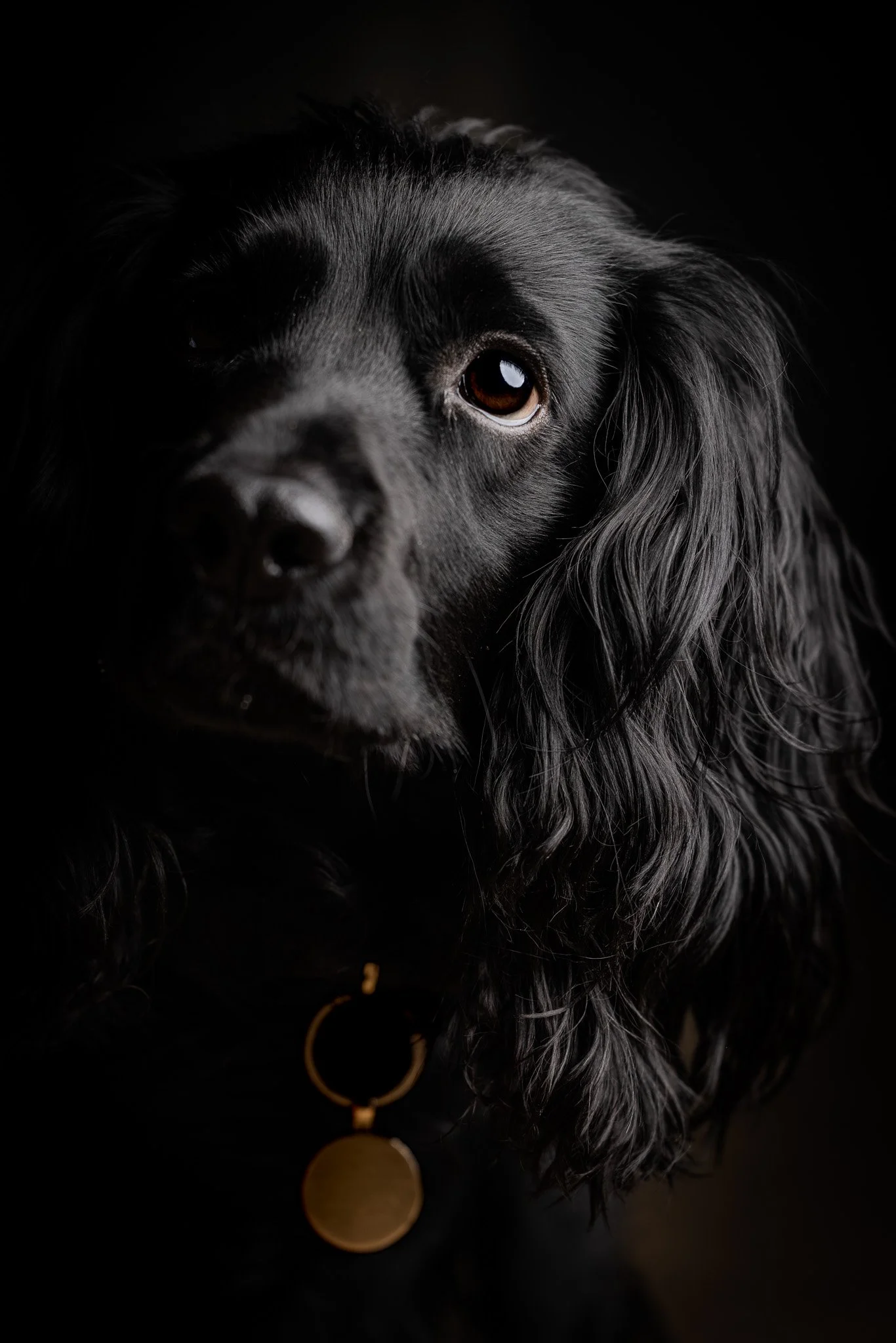 Close-up of a black dog with long, wavy ears and a gold tag on its collar, against a dark background.
