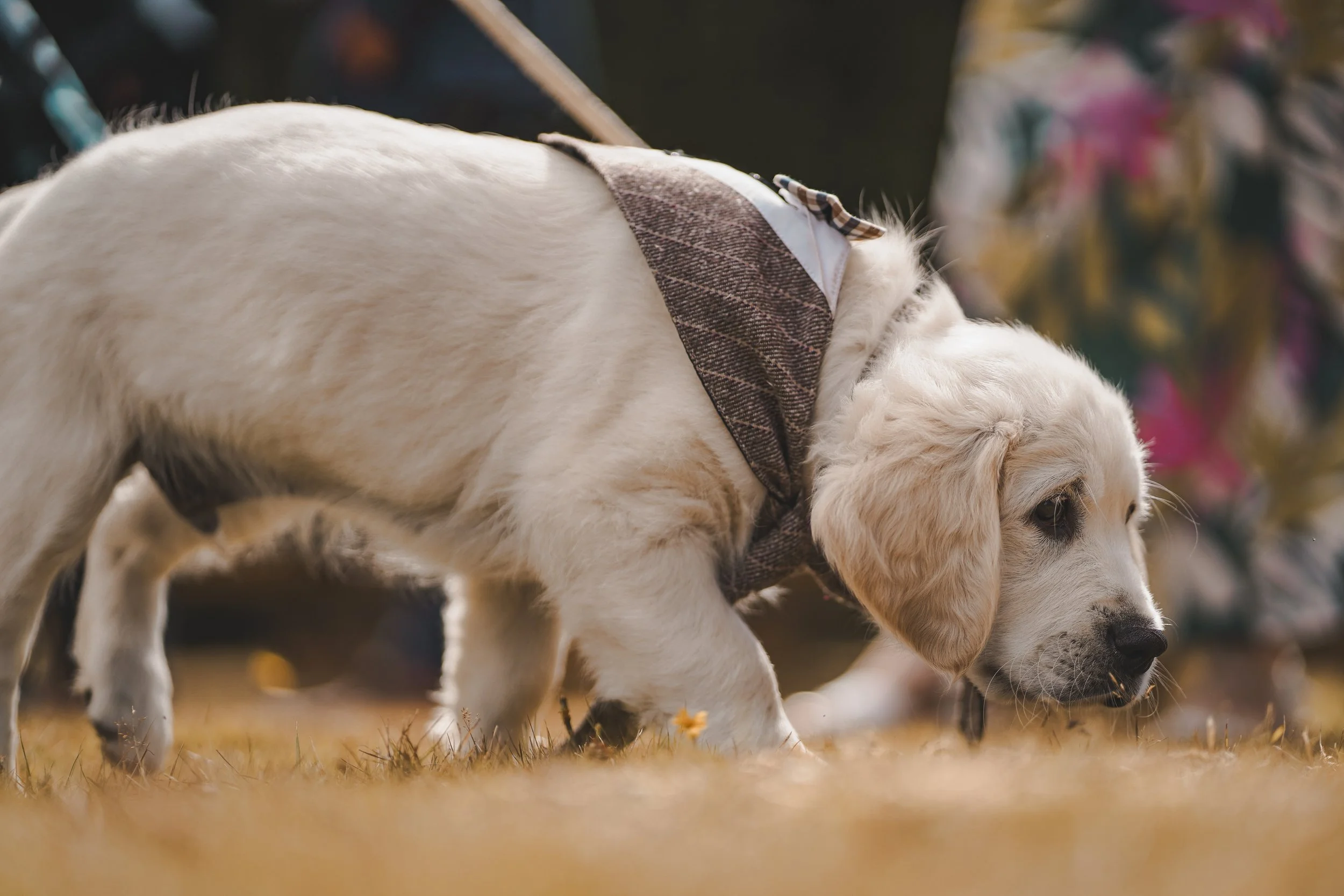 A young golden retriever puppy with a brown neck scarf, sniffing the ground outdoors.