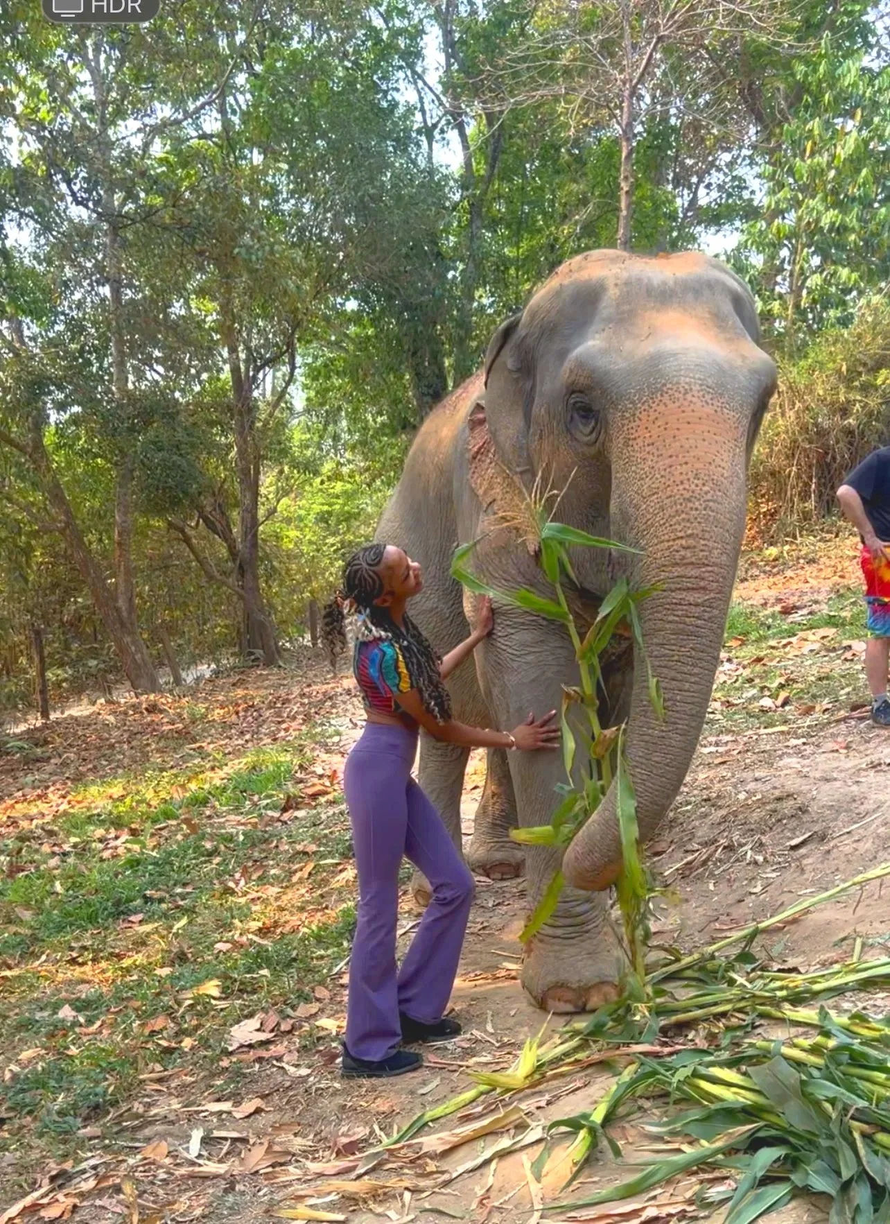 A woman with braids and colorful clothing stands next to a large elephant eating bamboo in a forested area. She is touching the elephant's side and appears to be interacting with it. There are leaves and bamboo on the ground.