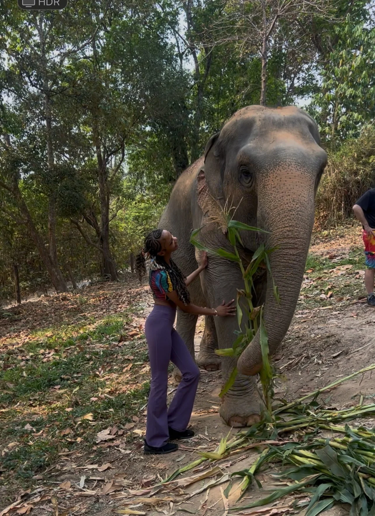 A woman standing next to a large elephant in a forest, holding a bamboo stalk, with another person partially visible in the background.