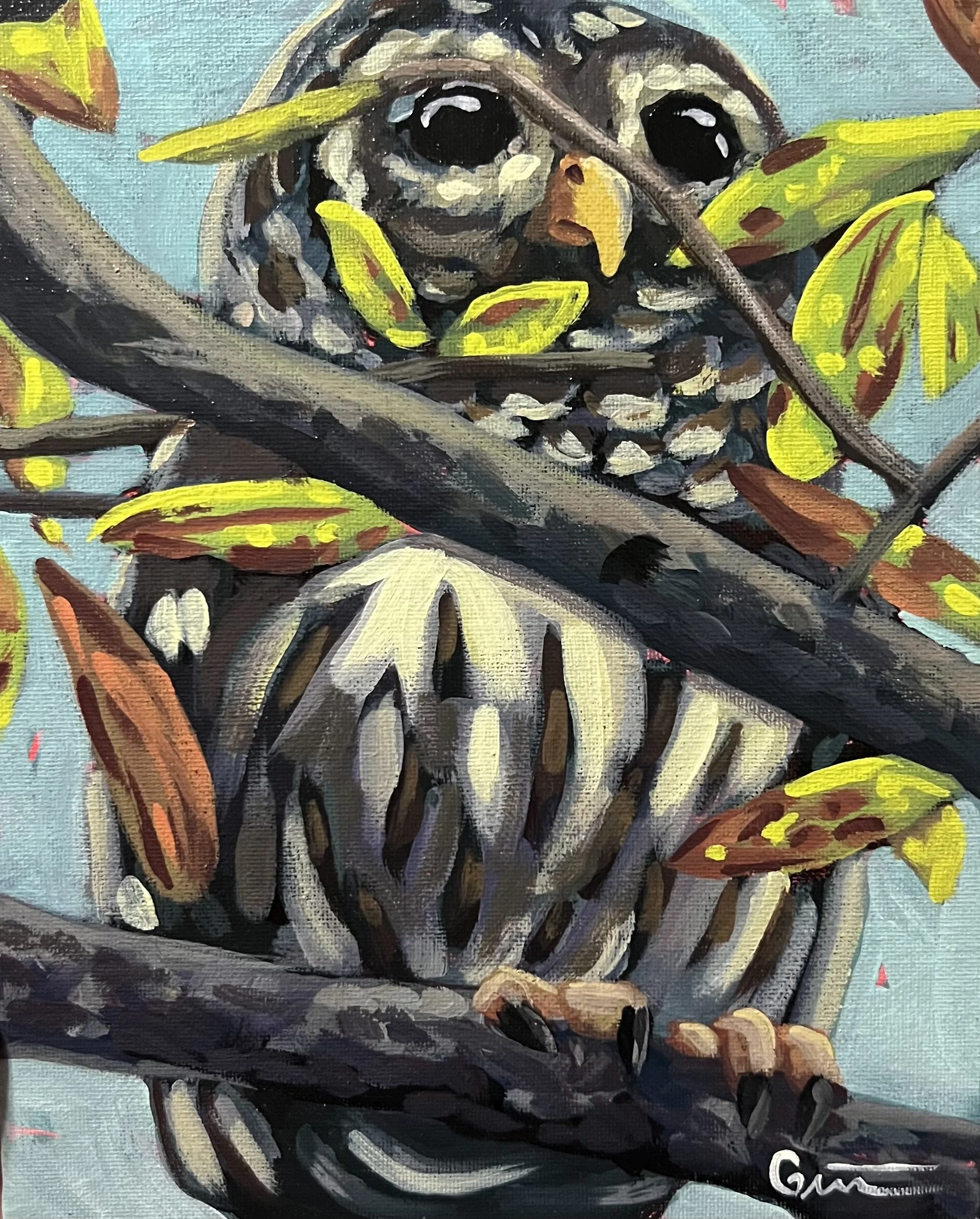 Dark Barred Owl 8x10