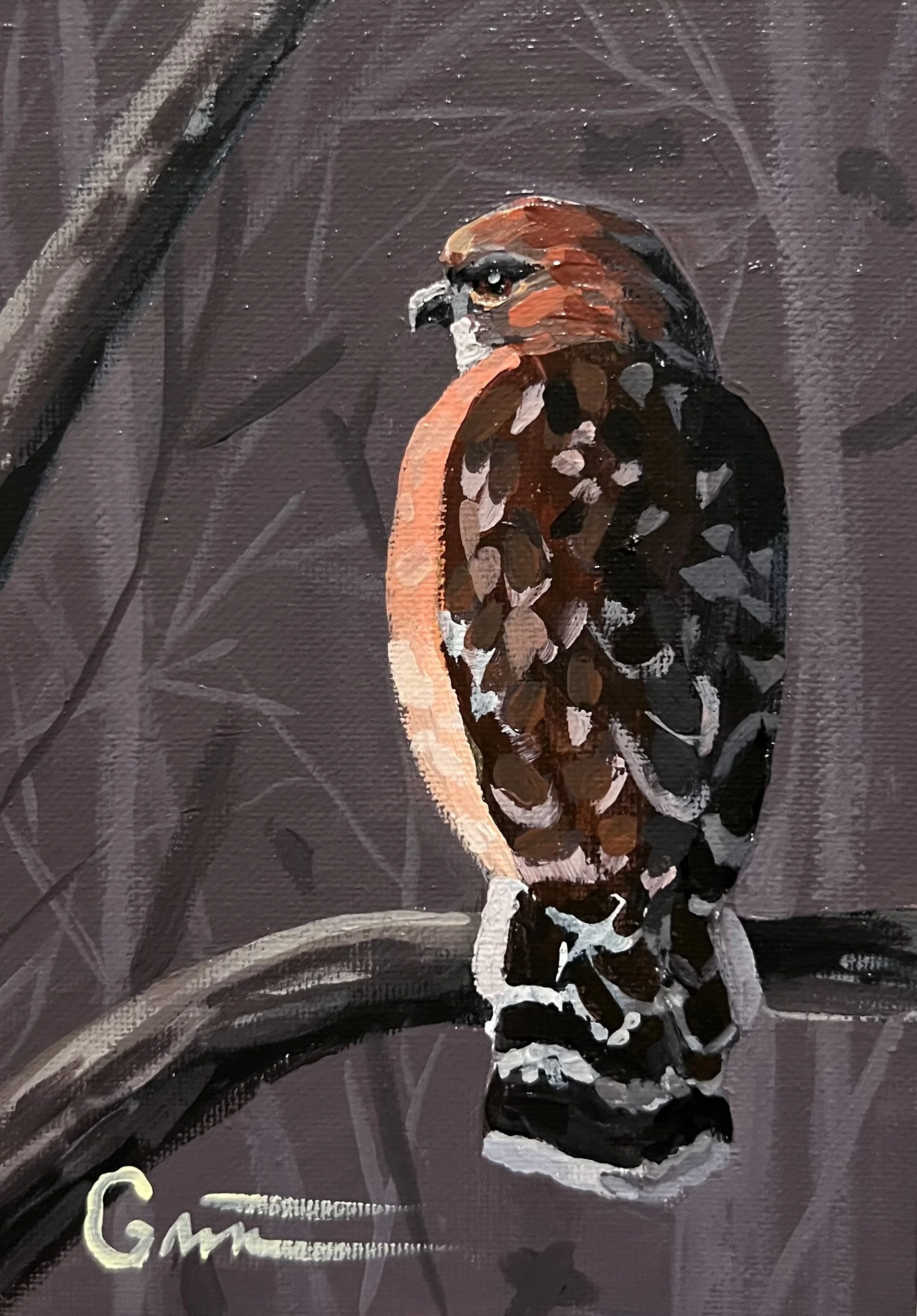 Red Shouldered Hawk 5x7