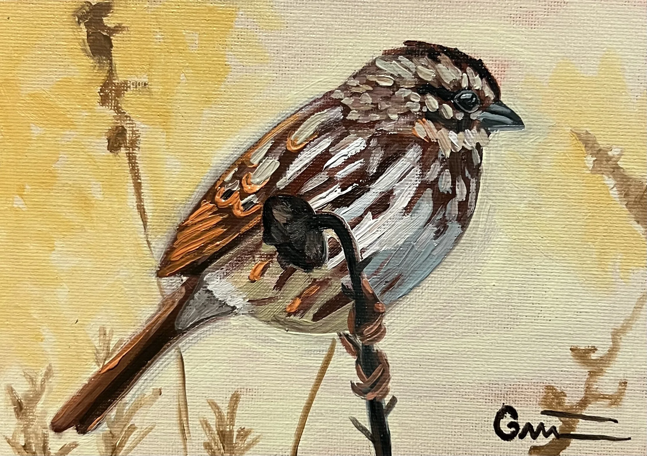 Song Sparrow 2 5x7