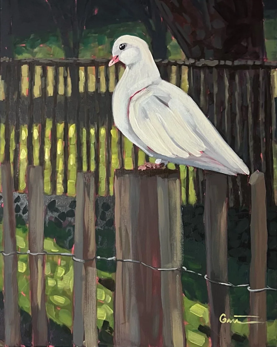 White Dove on a Fence 16x20