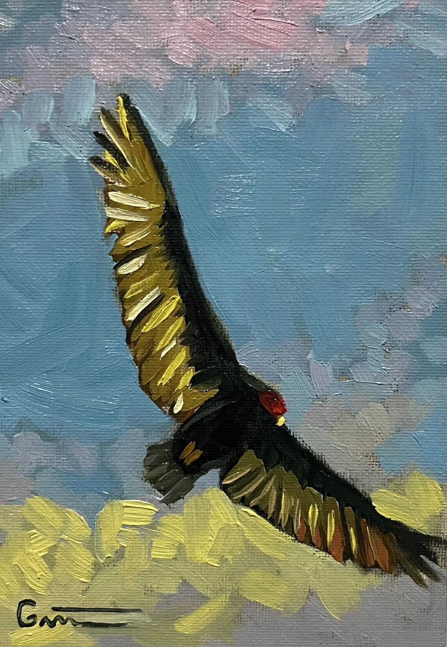 Turkey Vulture 5x7