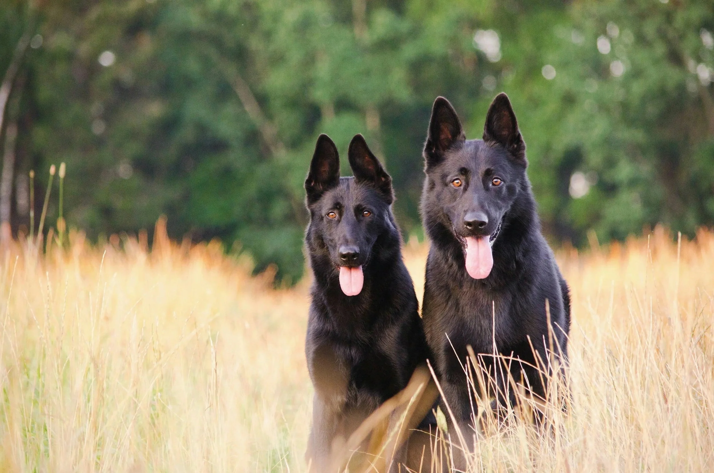 Two black German shepherd dogs standing in a field of tall grass with a green forest in the background.