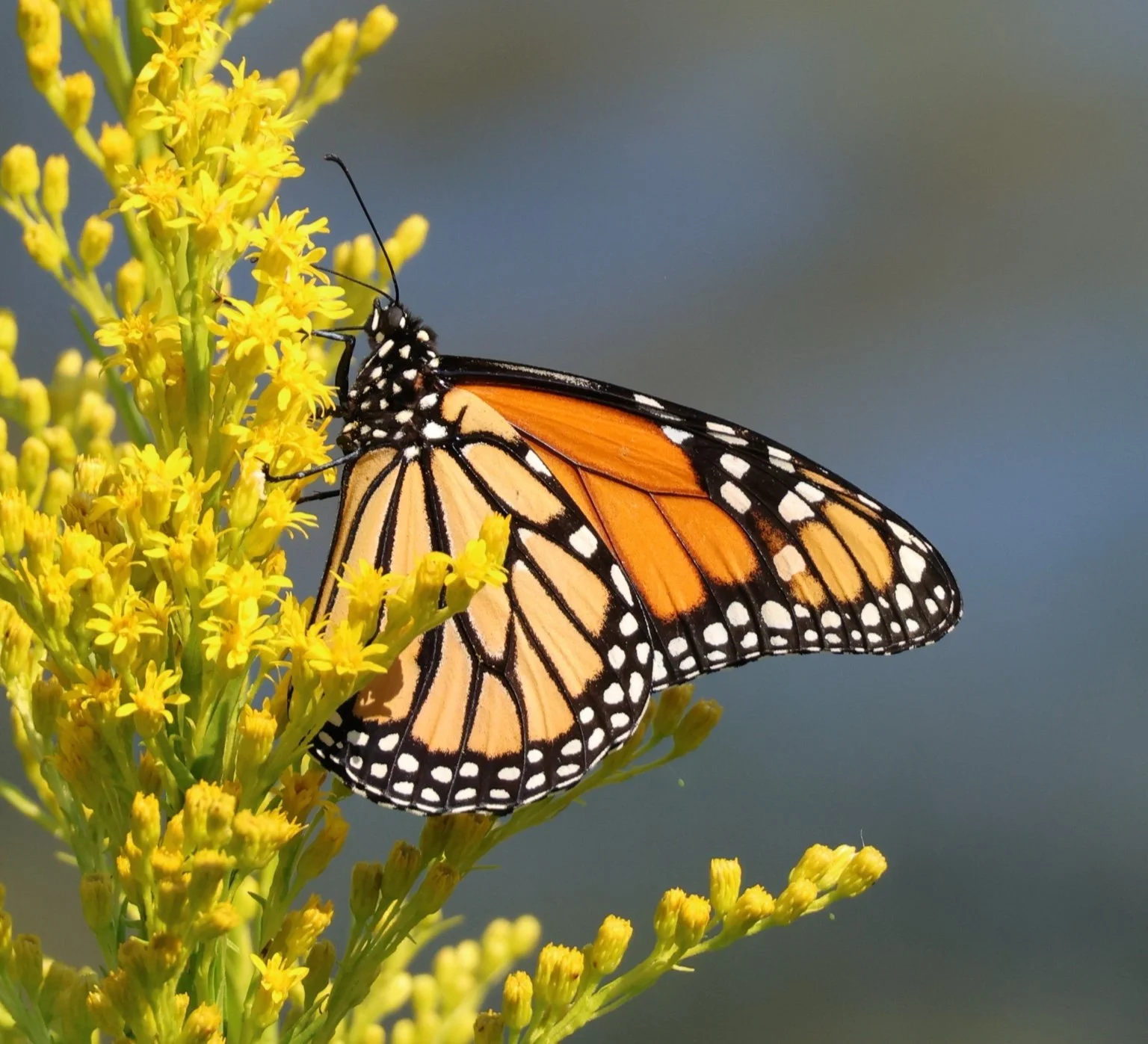 Monarch on yellow flower.jpeg