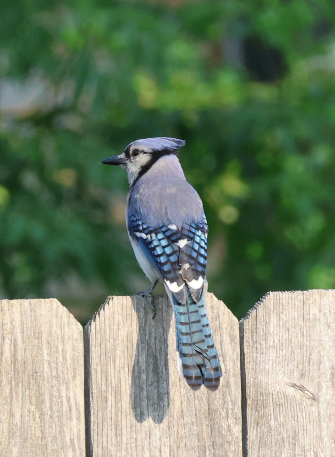 Single blue jay.jpeg