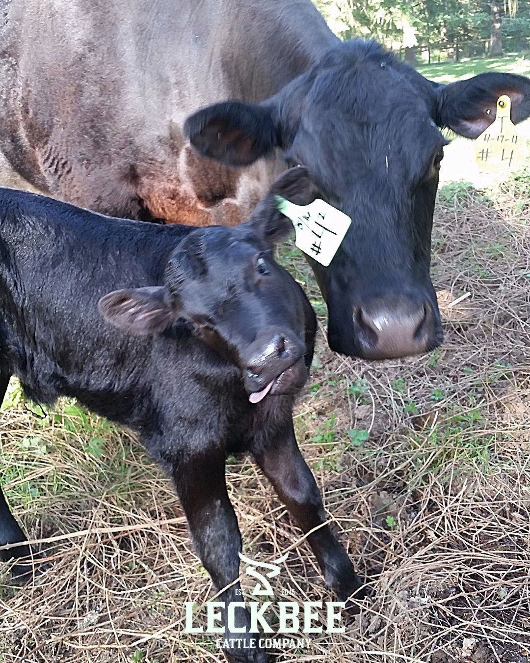 Hey mama... you hangin' in there?
End of school chaos, spring sports every night, AND haying season kicking off?
If your brain feels like a browser with 37 tabs open&mdash;we see you. 💛

Just a little reminder: You're doing amazing. 

#FarmLife #End