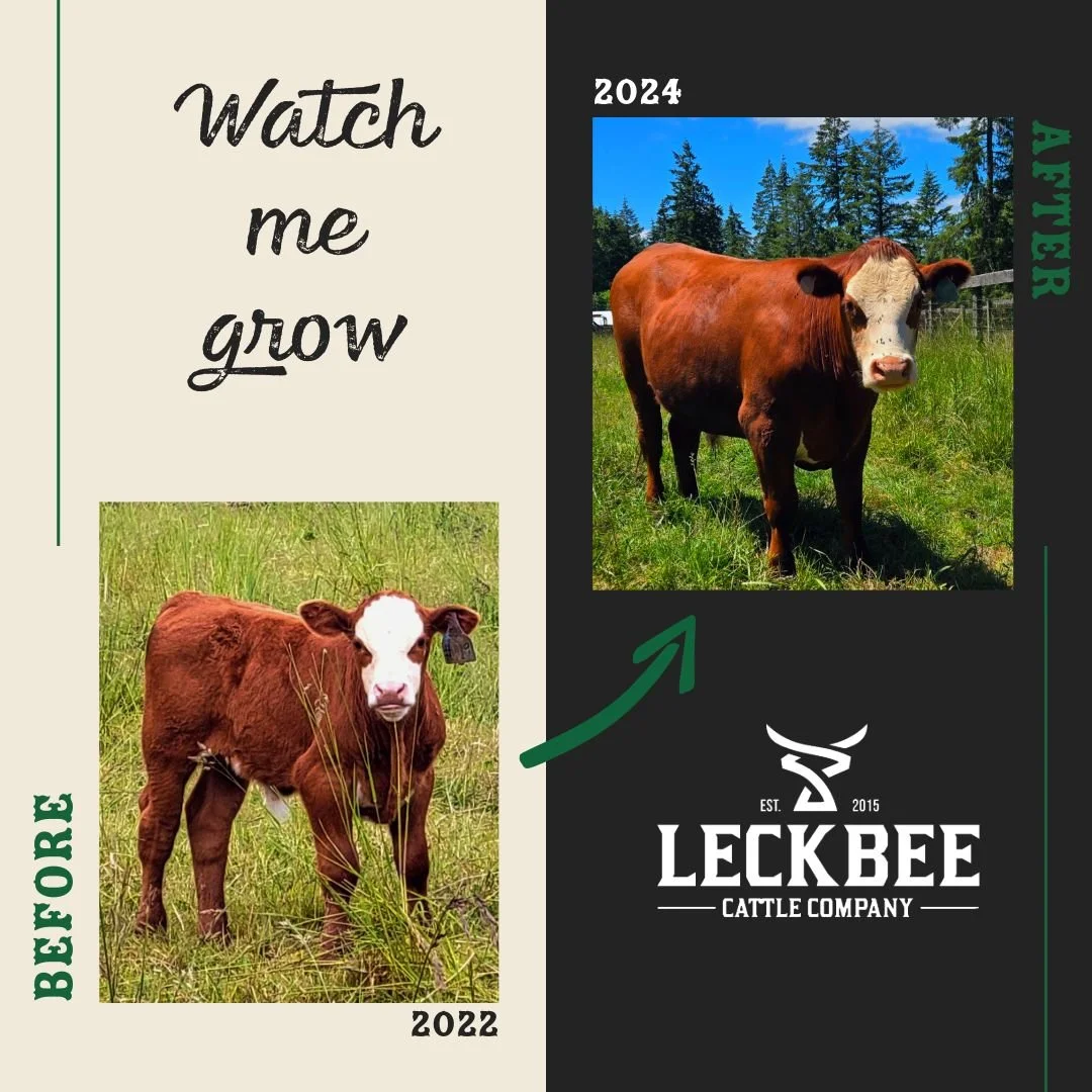 Still my favorite glow up 🐮✨
From a tiny calf to a finished steer&mdash;every animal represents time, care, and the kind of work that doesn&rsquo;t always get seen&mdash;but always matters.
Thanks for following along 🖤