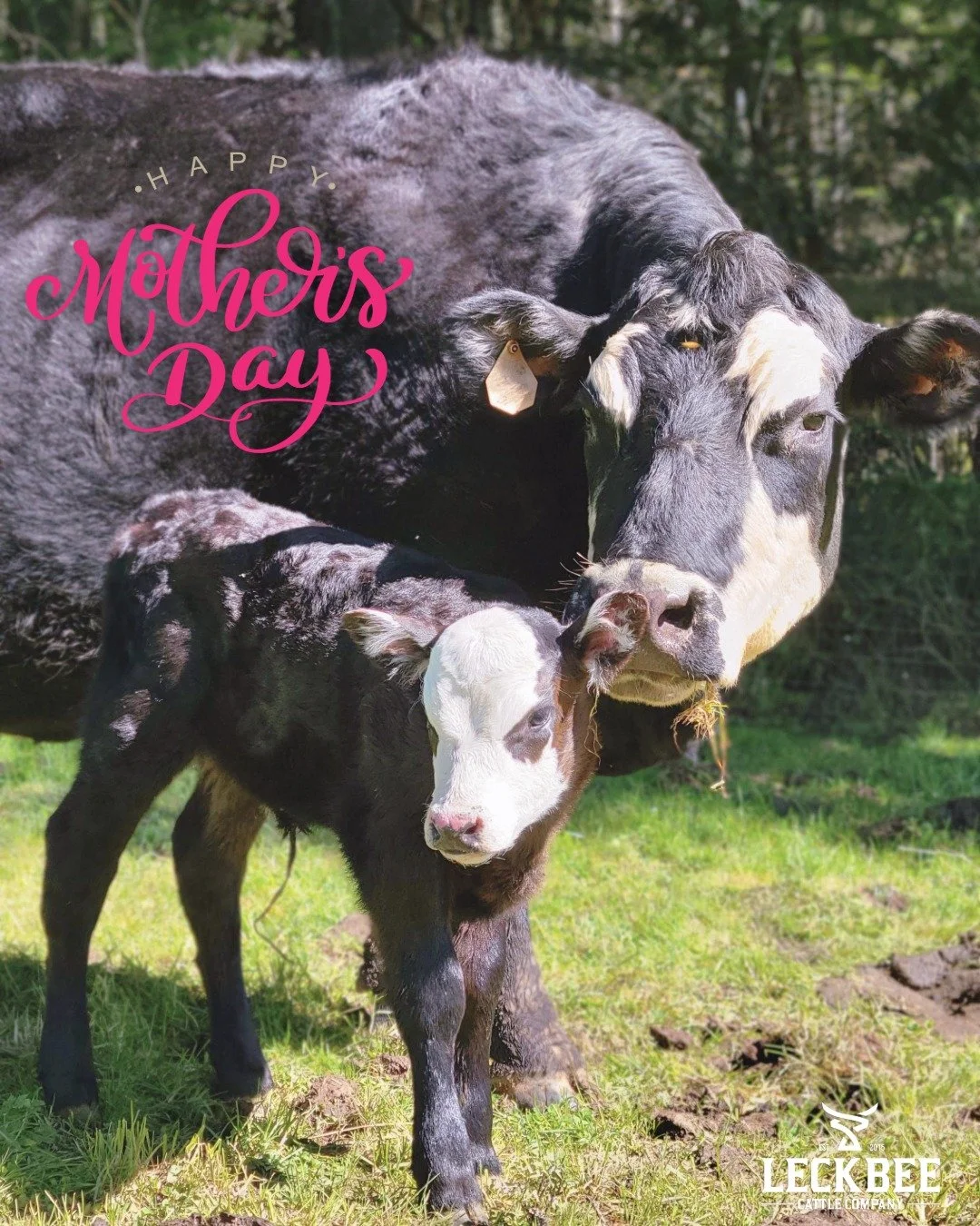 Mama&rsquo;s always got your back 🐮🖤

Whether it&rsquo;s a human mama or a mama cow, they&rsquo;re the heart of everything&mdash;steady, protective, and always putting their babies first. On the ranch, we see it every day&hellip; there&rsquo;s noth