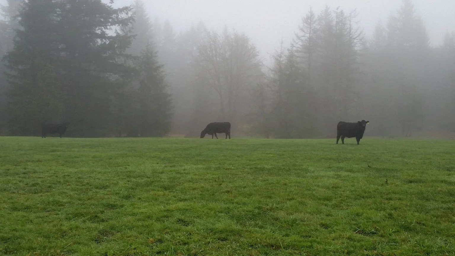 A little throwback to where it all started 🖤

This is one of the very first photos we took of our original mama cows back in 2015.

We started Leckbee Cattle with just five mama cows, and those five became the foundation of the herd we have today.

