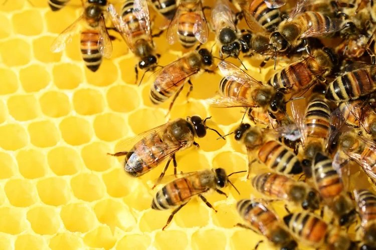 The Fable of the Bees and the Purpose of Economics