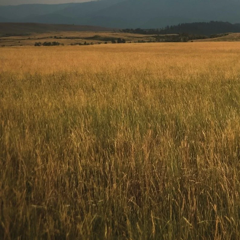 matthew-smith-VNsGywdphUY-unsplash (1).jpg