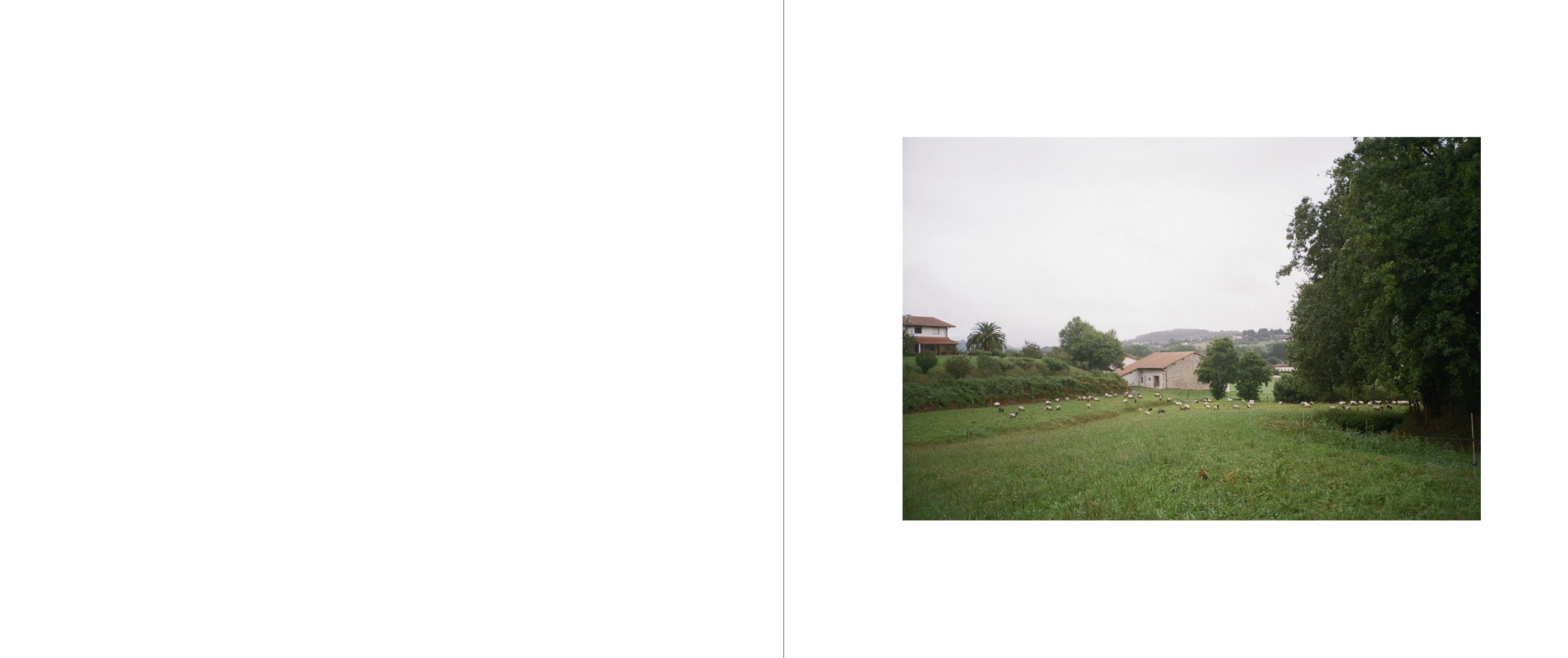 A rural scene with green fields, a group of goats grazing, trees, and houses in the background under a cloudy sky.