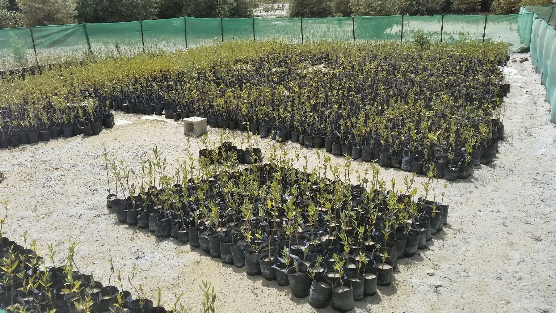 Mangrove relocation.jpg