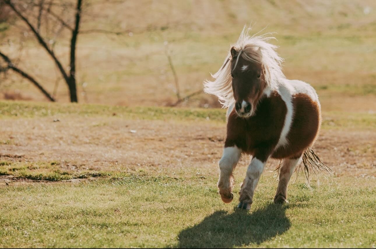 Year of the Horse&hellip; we love the sound of that! 

📸: @seesthelight 
🐴: Laddie (who truly believes he is Fabio)