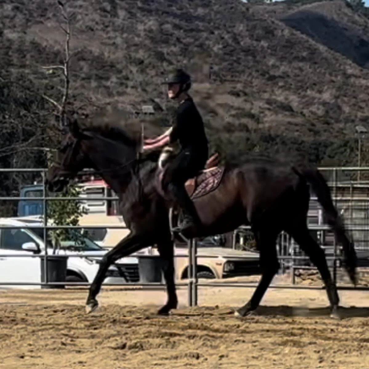 Happy No Stirrup November!!