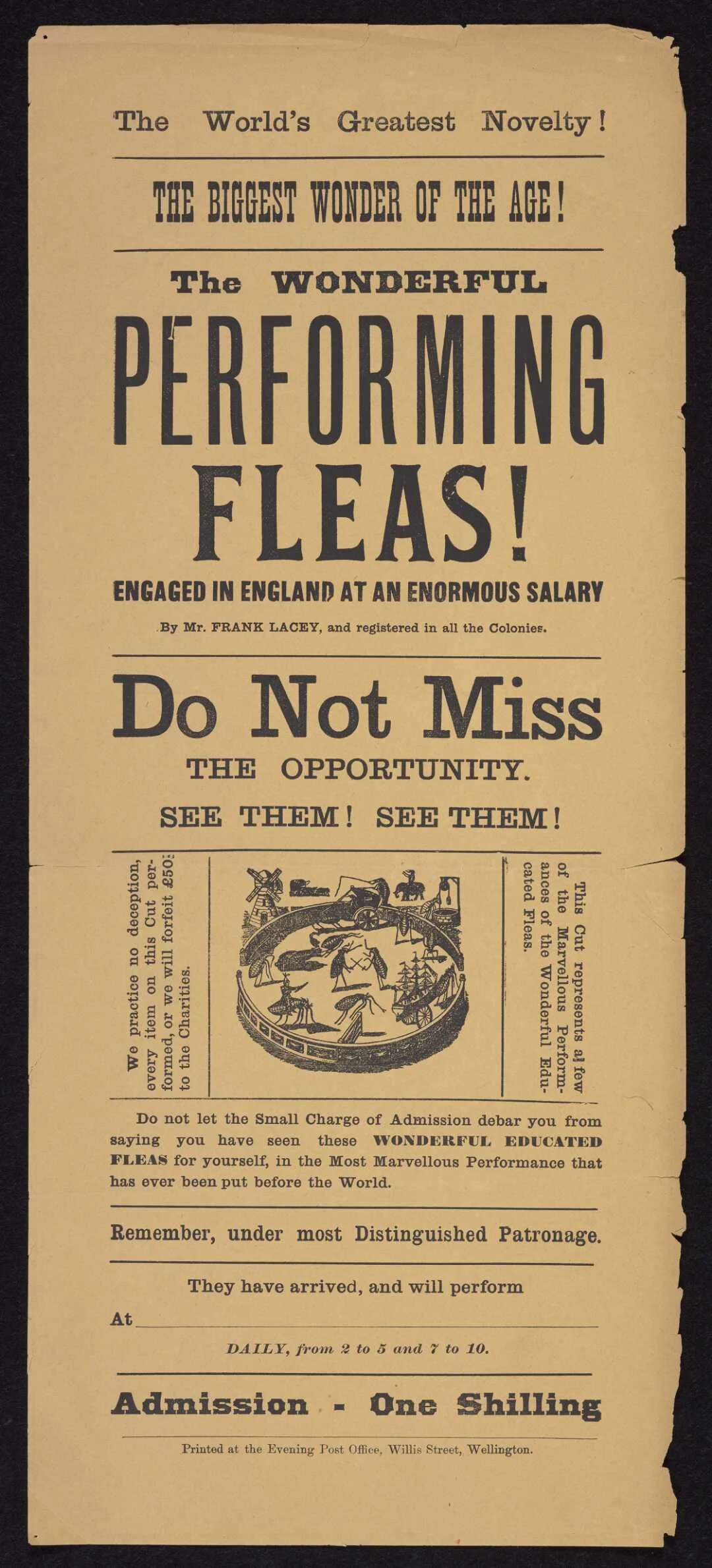 Performing Fleas