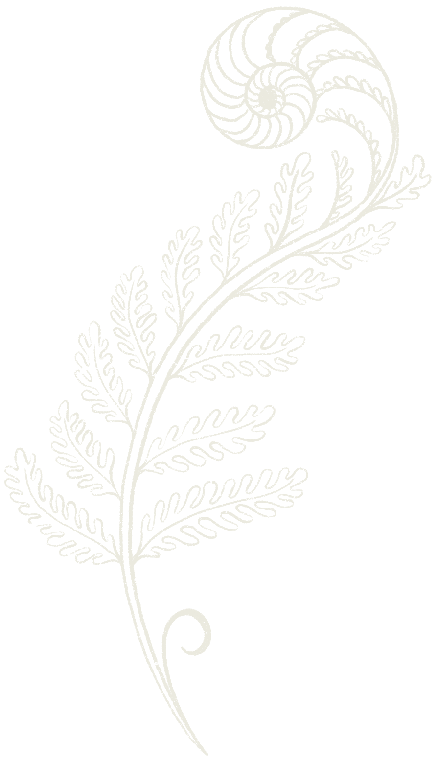 An illustrated fern.