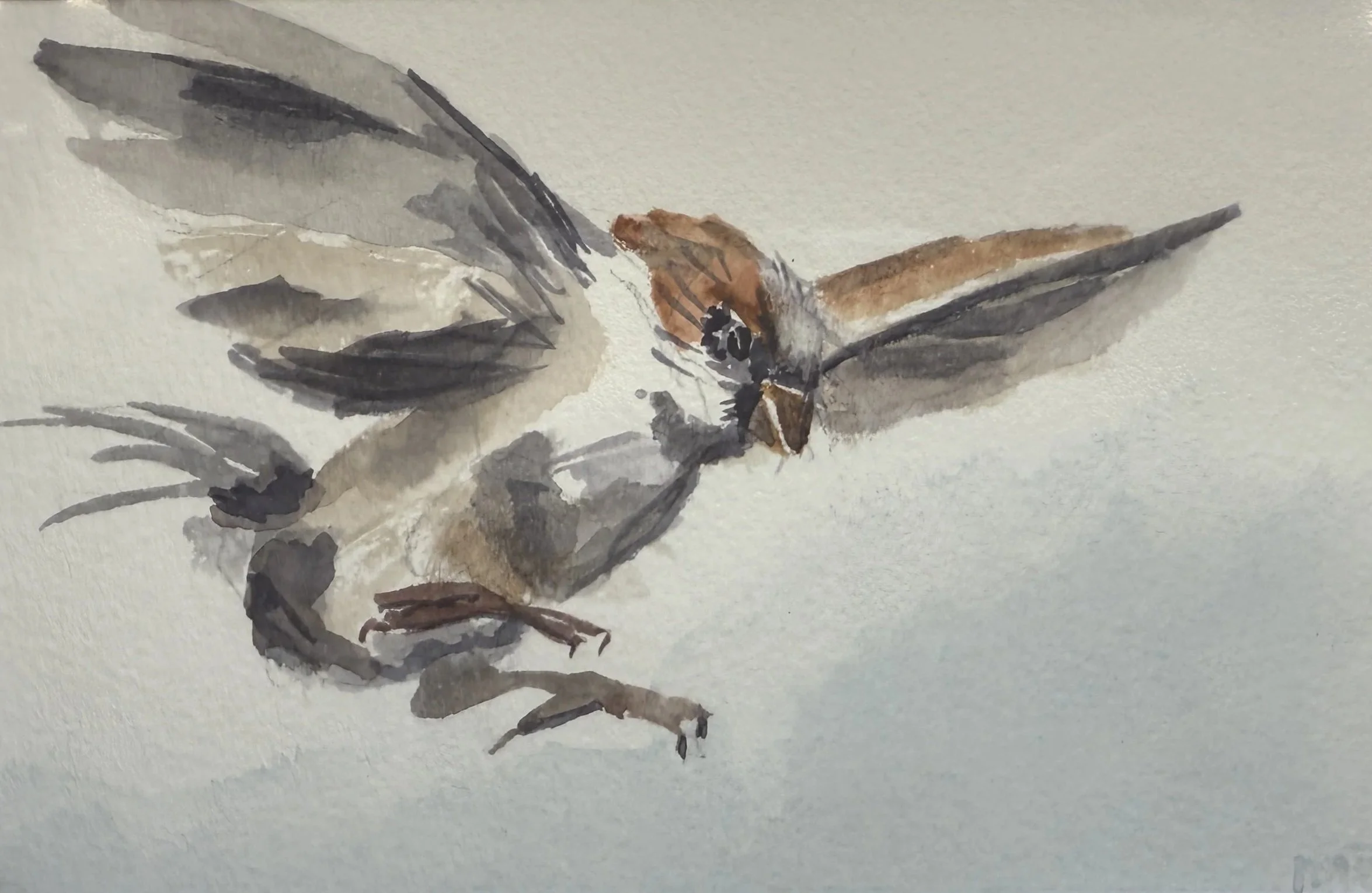 Sparrow