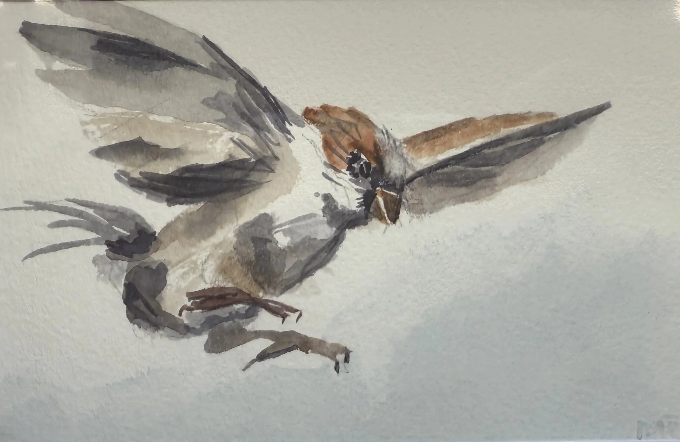 sparrow.jpg