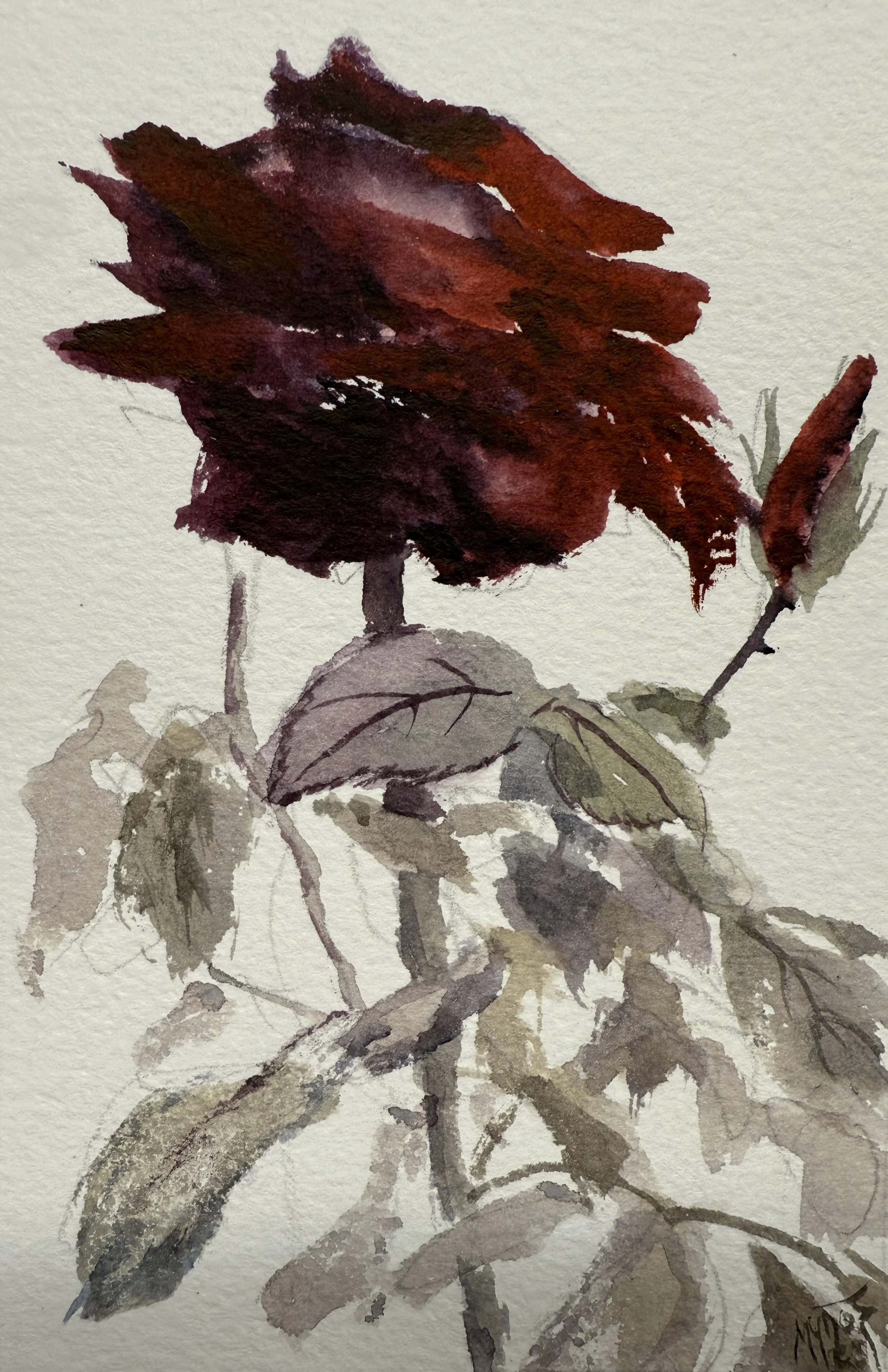 Watercolor painting of a deep red flower after blooming, with muted leaves and soft neutral background.