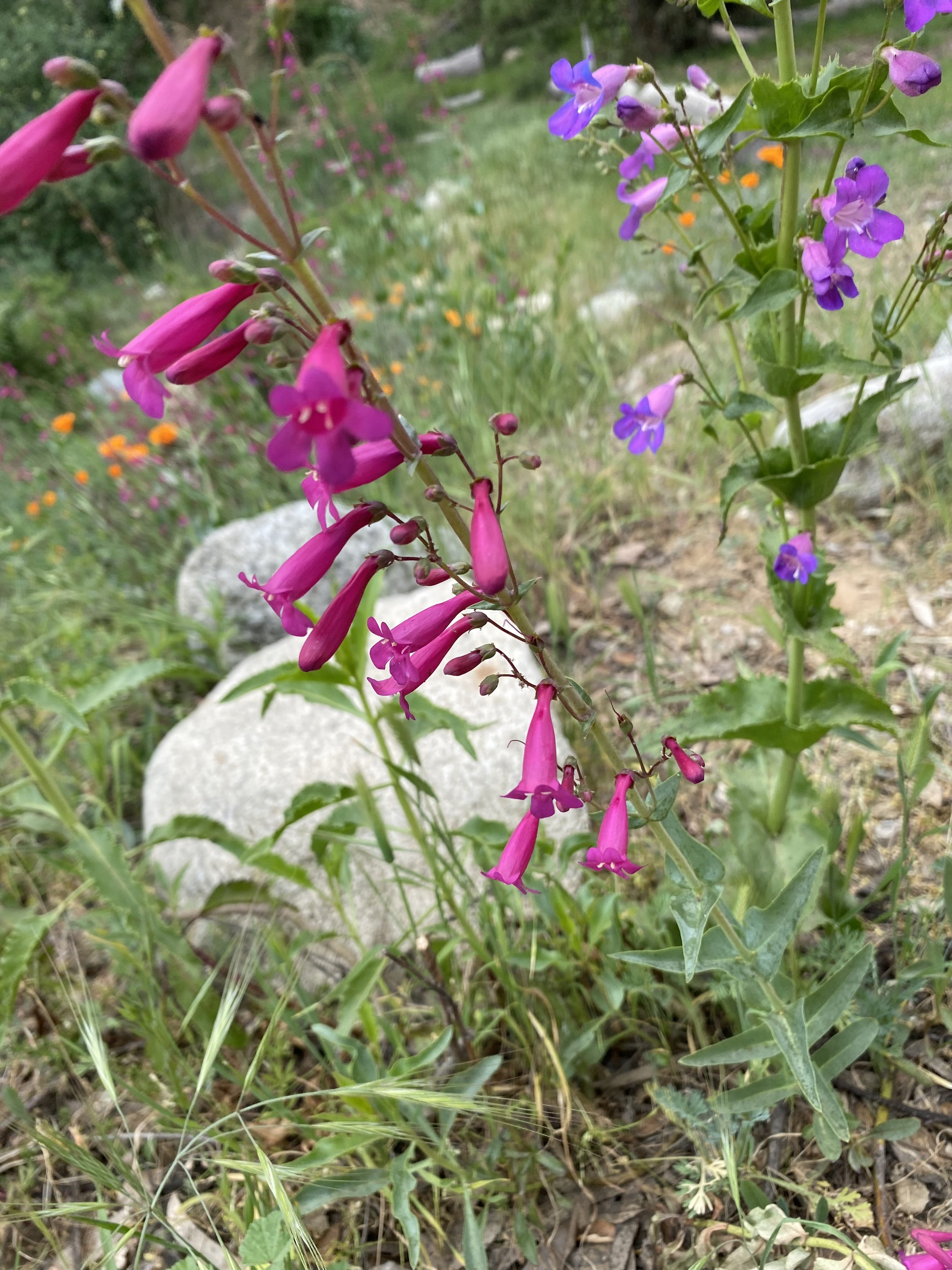 Parent-Teacher Conferences