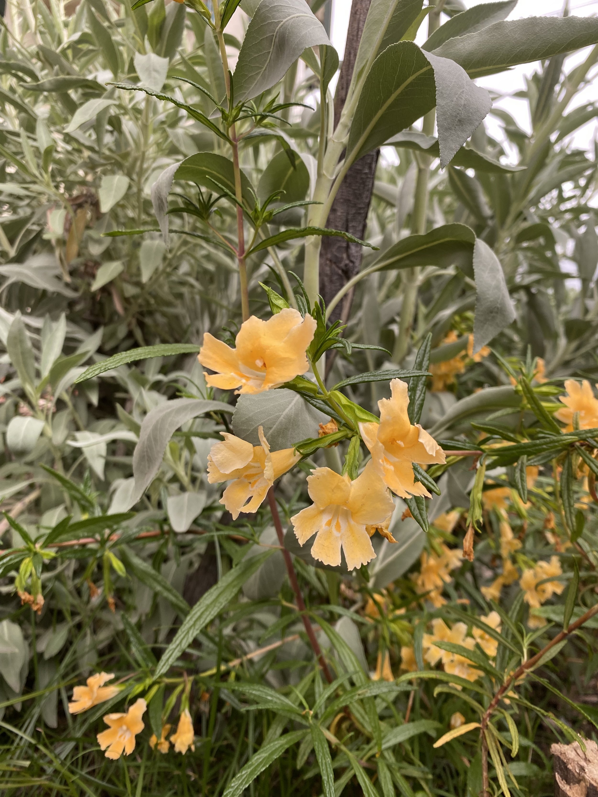 Professional Development           No School