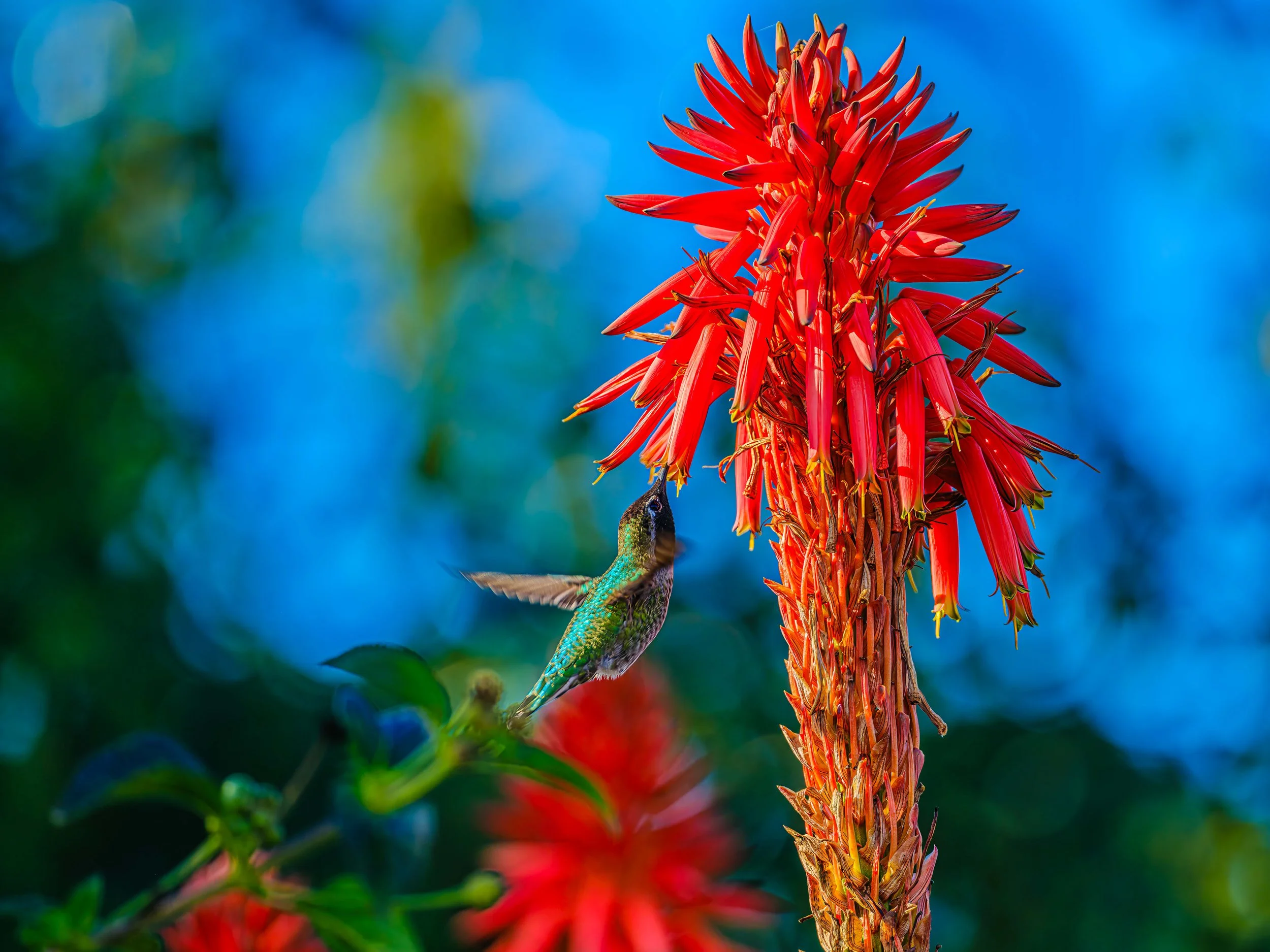 CA Hummingbird-1.jpg