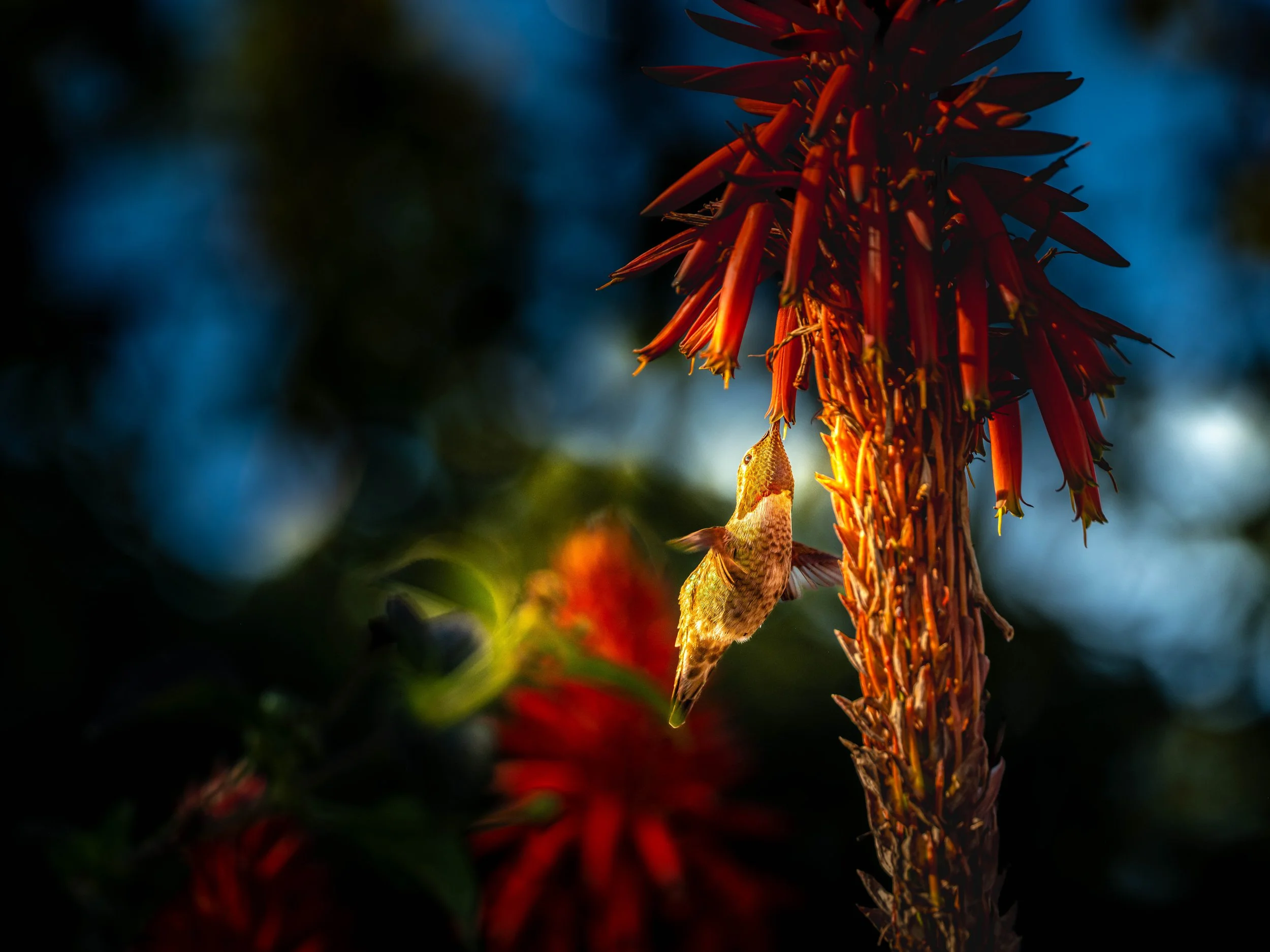 CA Hummingbird-2.jpg