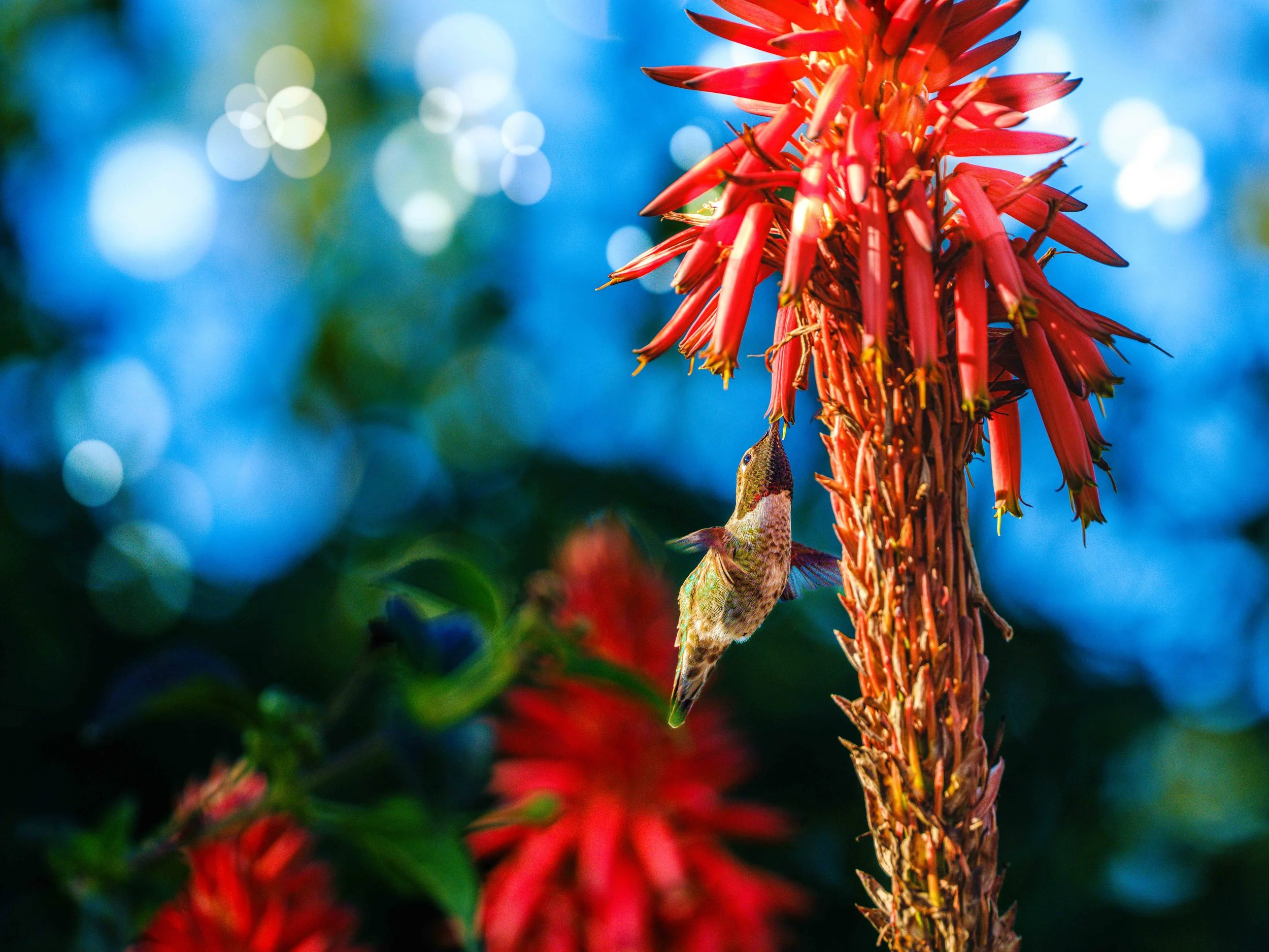 CA Hummingbird-3.jpg