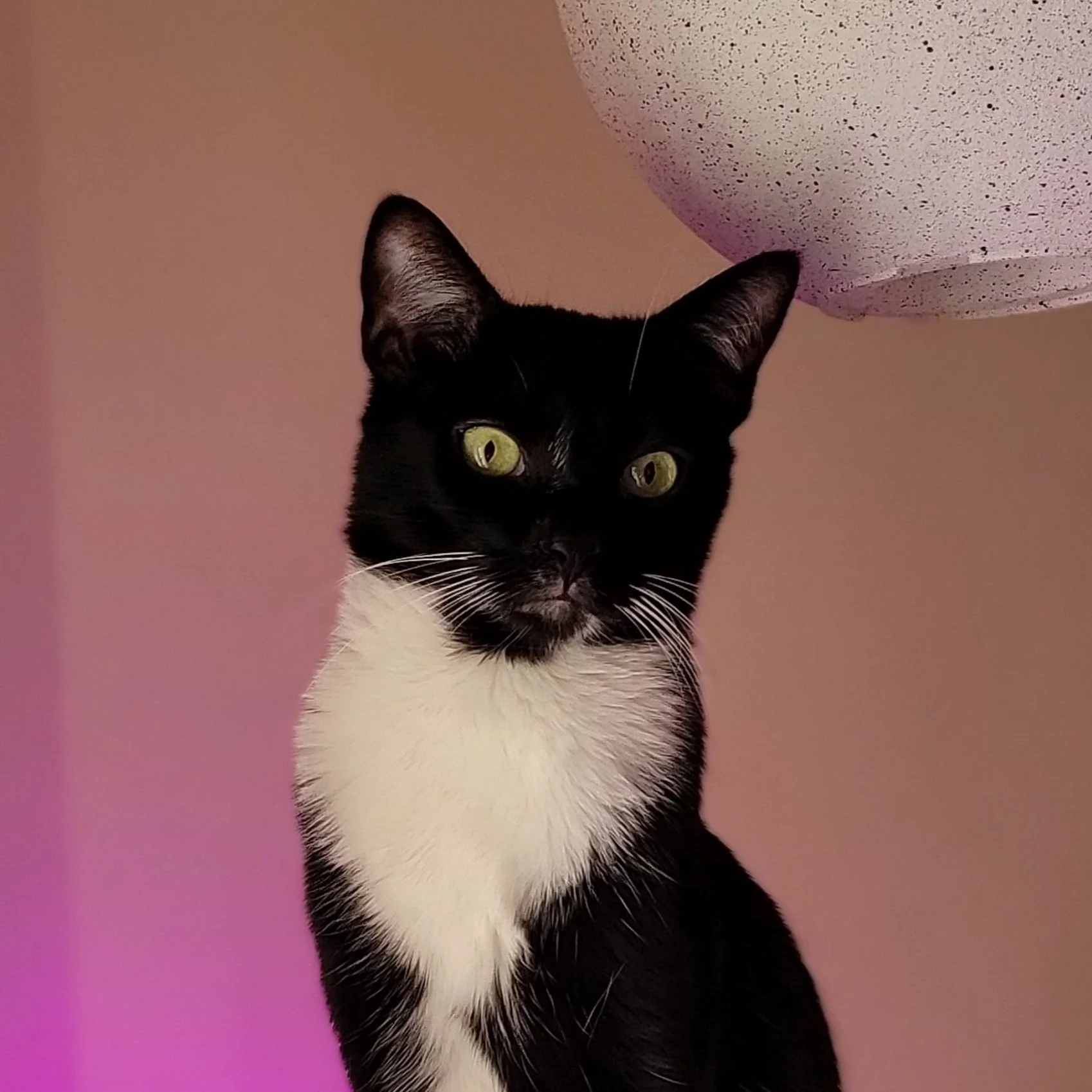 Black and white cat looking up at the camera with dramatic pink background lighting.