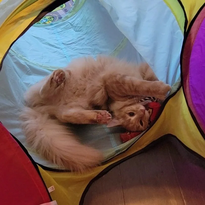 A fluffy orange kitten lying on its back inside a colorful play tunnel, looking up at the camera.
