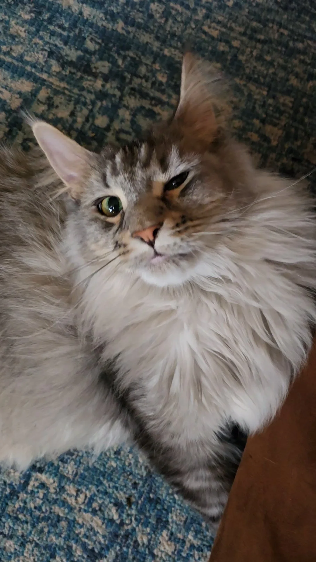 A fluffy, long-haired tabby cat lying on a blue patterned carpet with one eye partially closed.