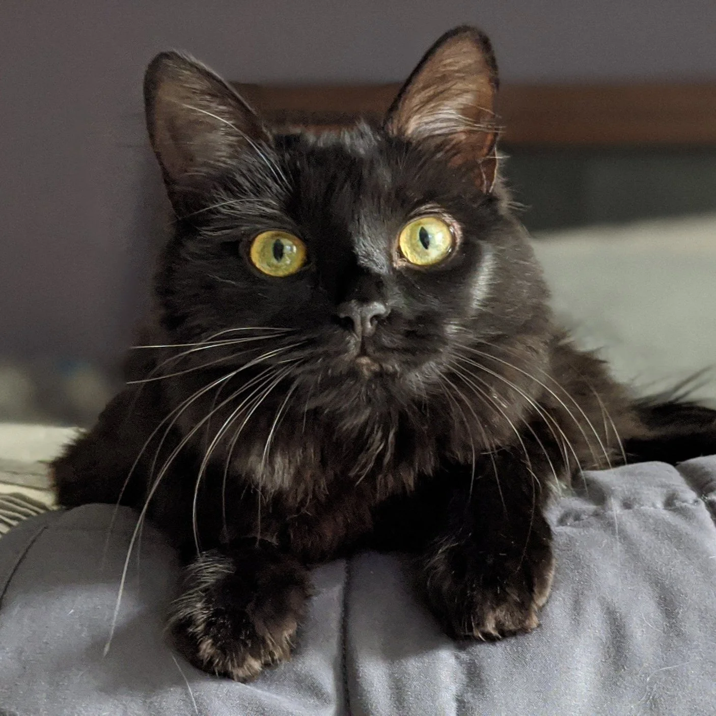 Close-up of a black cat with yellow-green eyes lying on a gray bed.