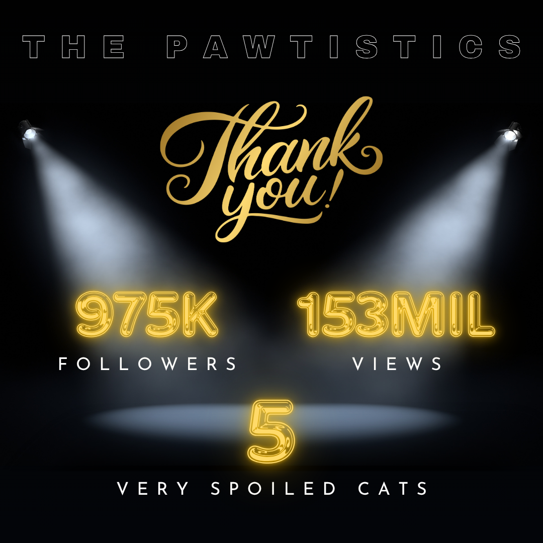 Social media analytics for the Pawtistics account, showing 975K followers, 153M views, 5 very spoiled cats, and a thank you message.